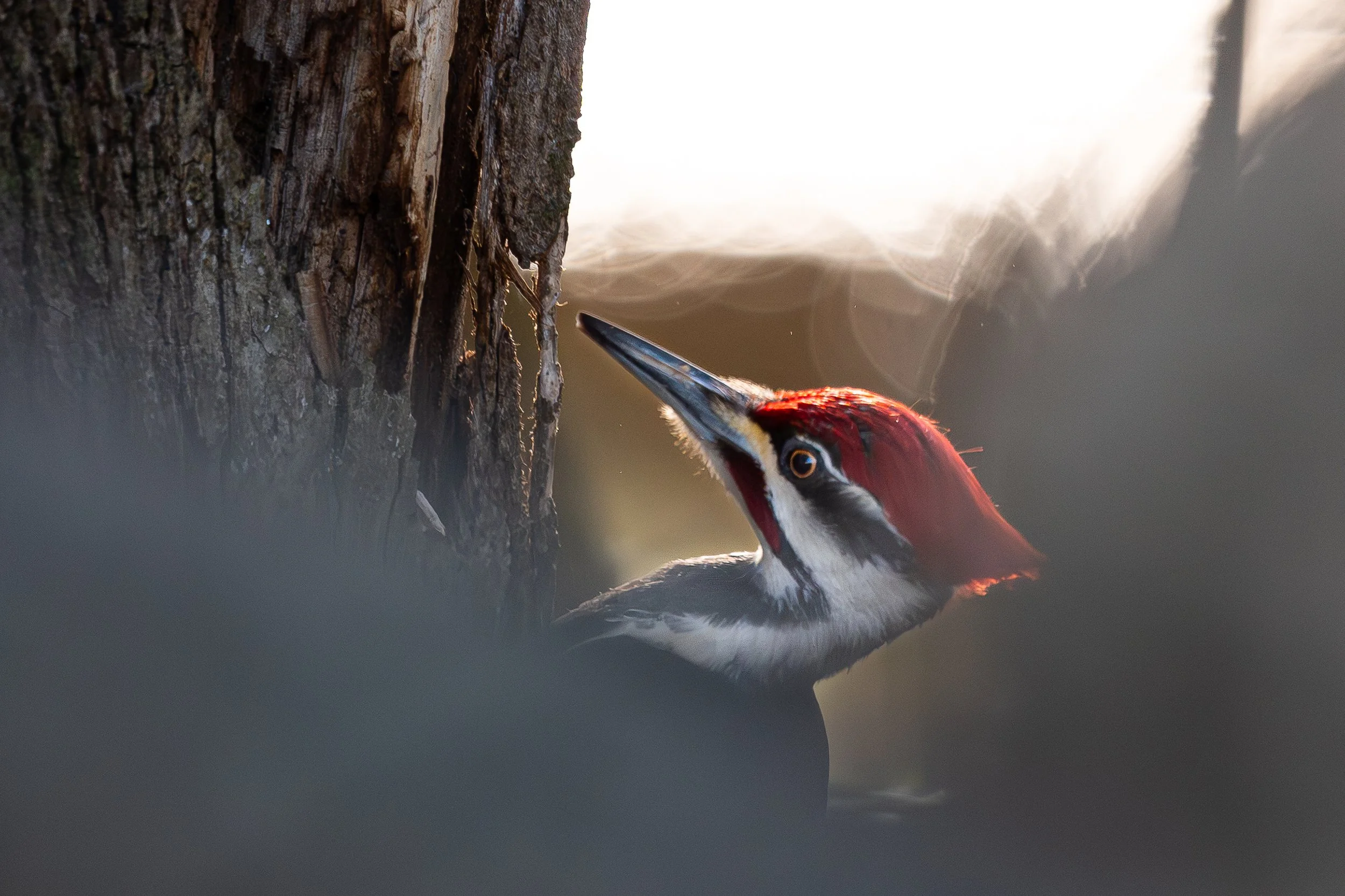 A woodpecker with a red head and black-and-white body pecking at a tree trunk, seen through blurred foreground elements.