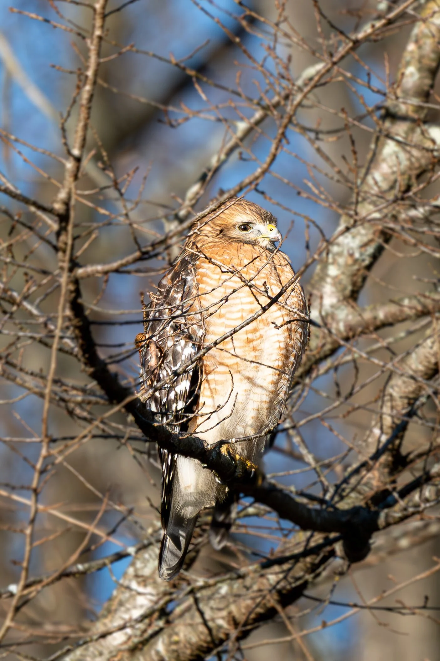 A hawk perched on a tree branch surrounded by leafless twigs with a blurred background of sky and trees.