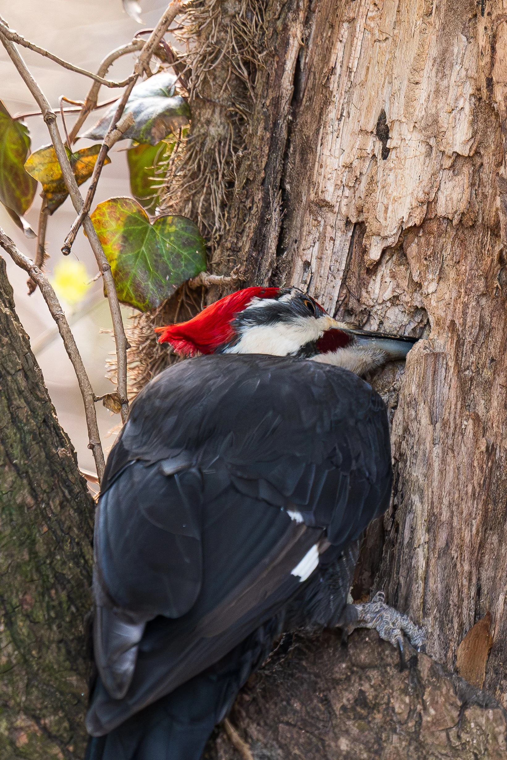 A woodpecker with black and white feathers and a red crown pecking at a tree trunk.