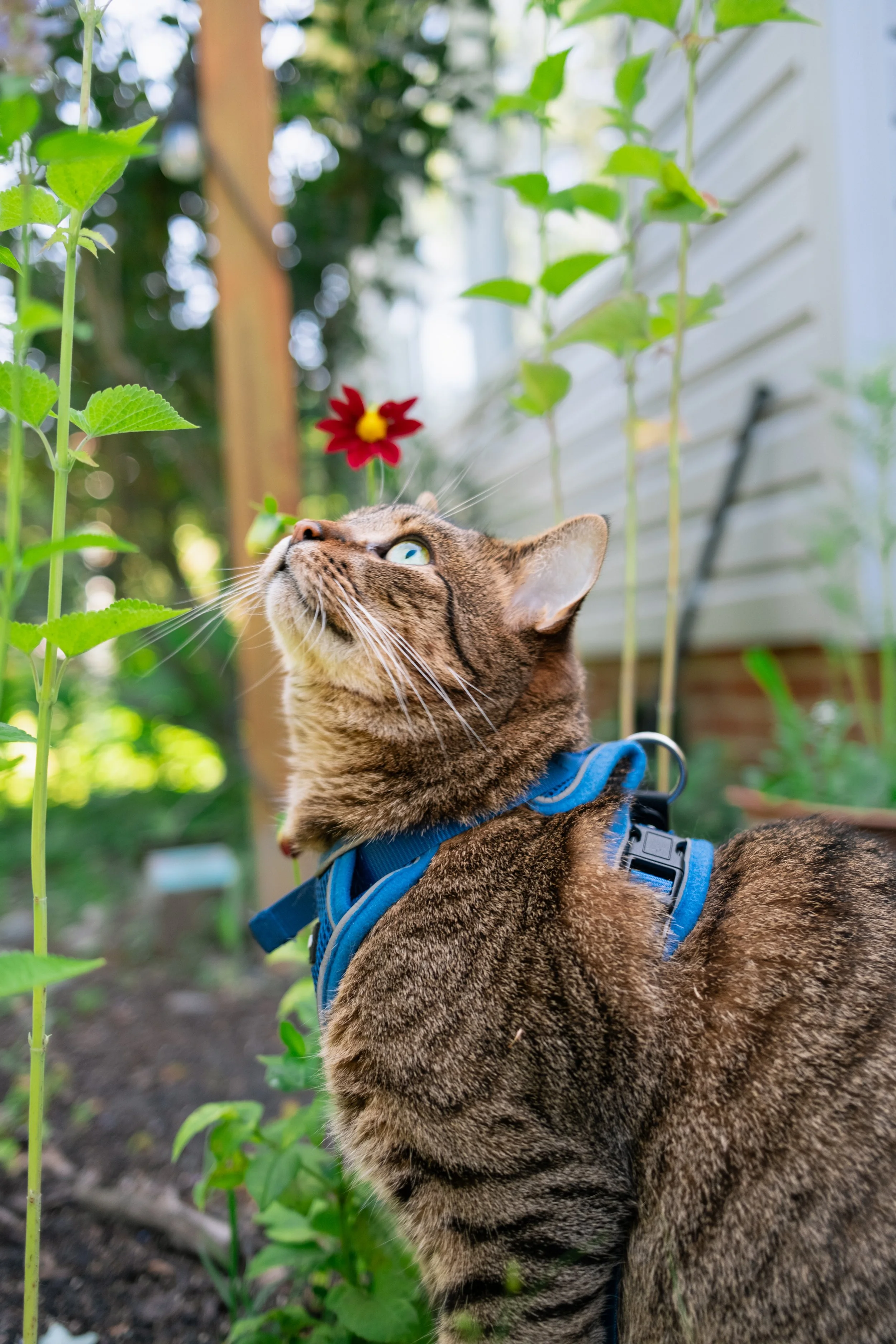 A brown tabby cat with green eyes wearing a blue harness, sitting outdoors among green plants and looking upward.