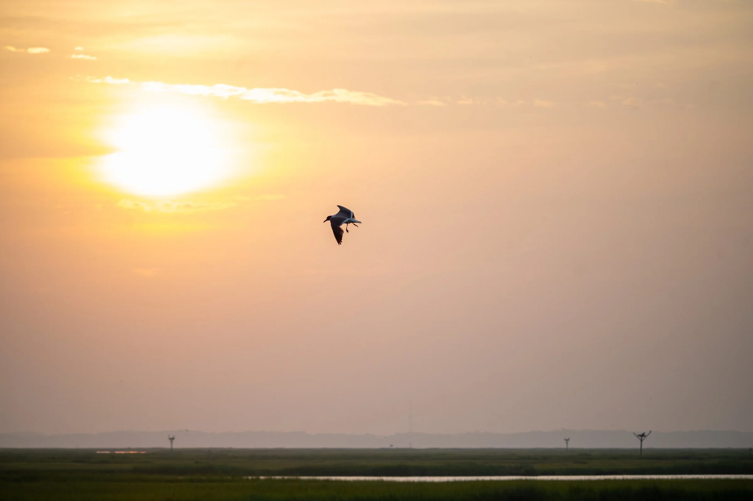 A bird flying in the sky during sunset with a large sun and clouds, and wind turbines visible on the horizon.