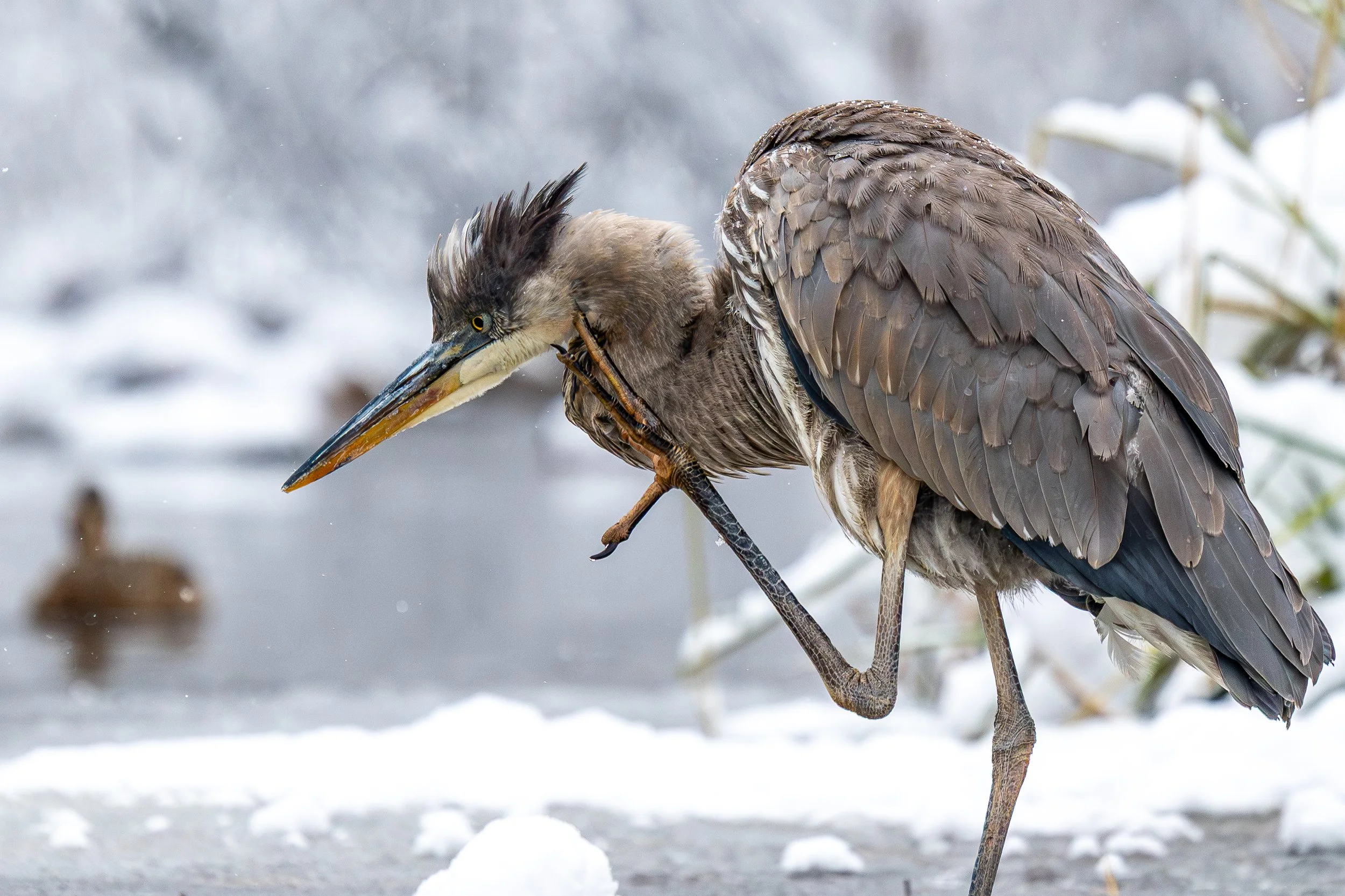 Wildlife-And-Aquatic-Life-An-Itchy-Great-Blue-Heron-In-Winter-By-Robert-Esswein-2026-01-19.jpg