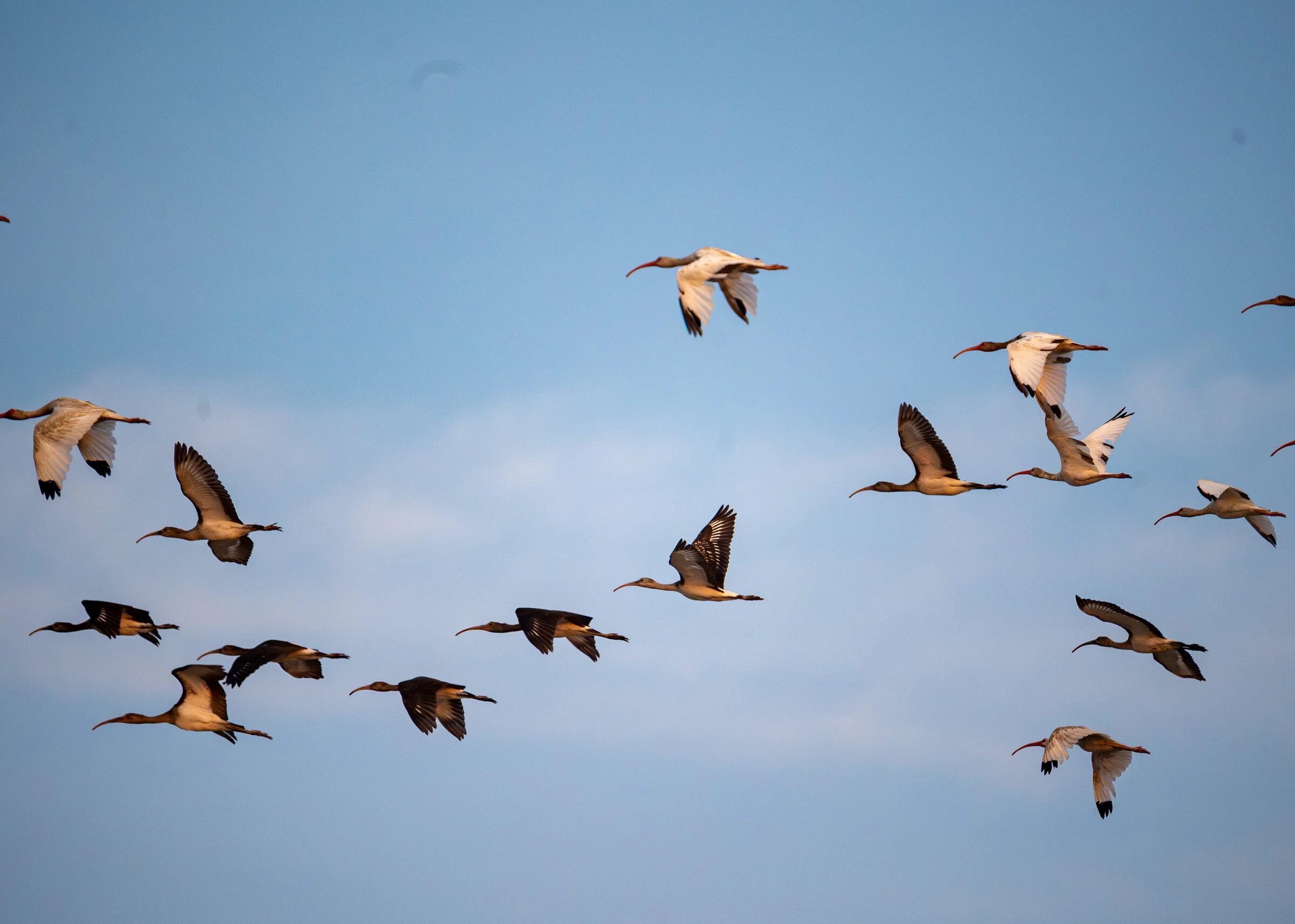 A flock of white storks flying in the blue sky with some clouds.
