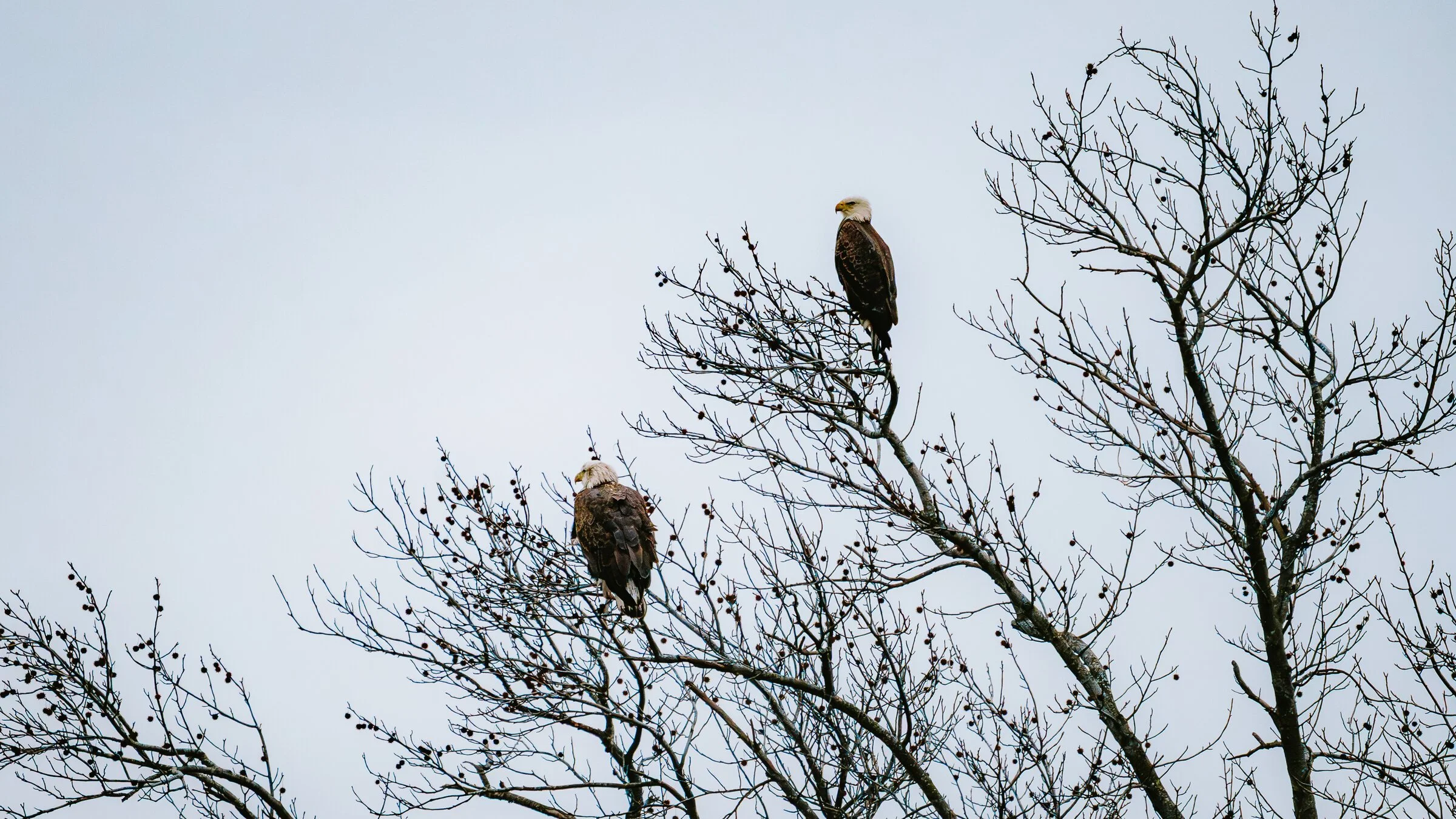 Two bald eagles perched on the branches of a leafless tree against a cloudy sky.