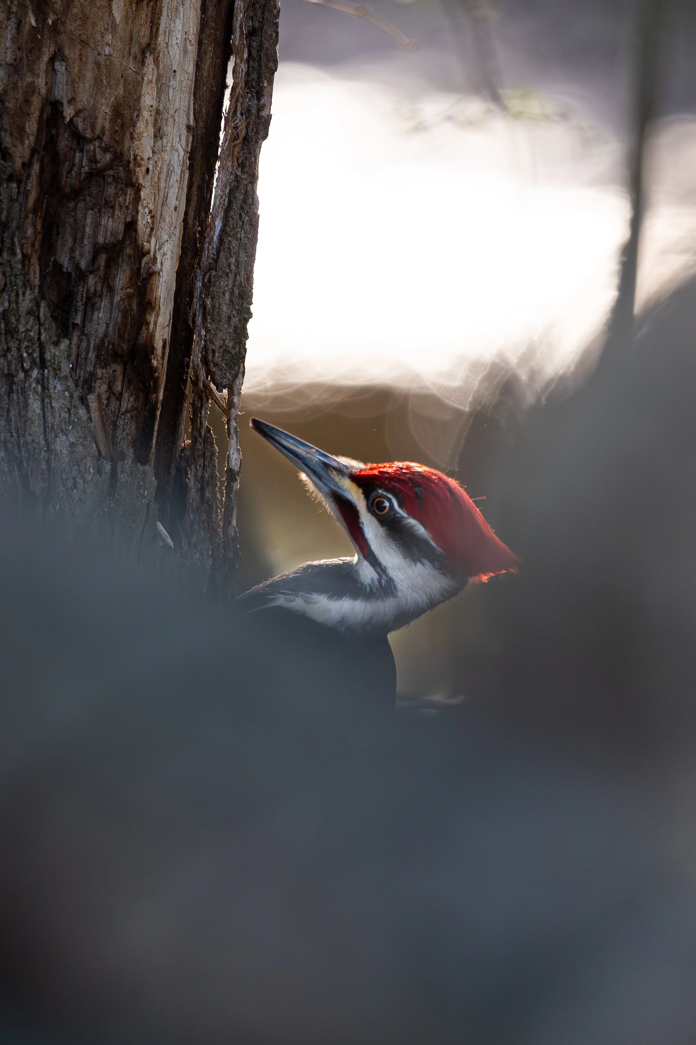 A woodpecker peeking out from behind a dark shrub, with a tree trunk to the left and soft light in the background.