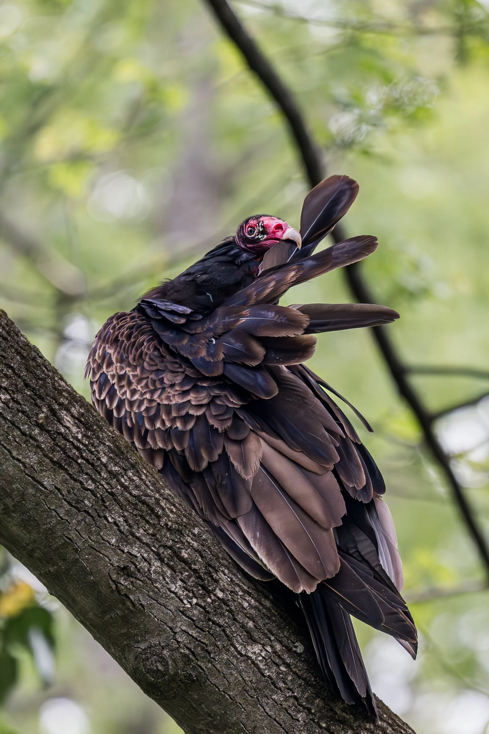 A vulture perched on a tree branch.