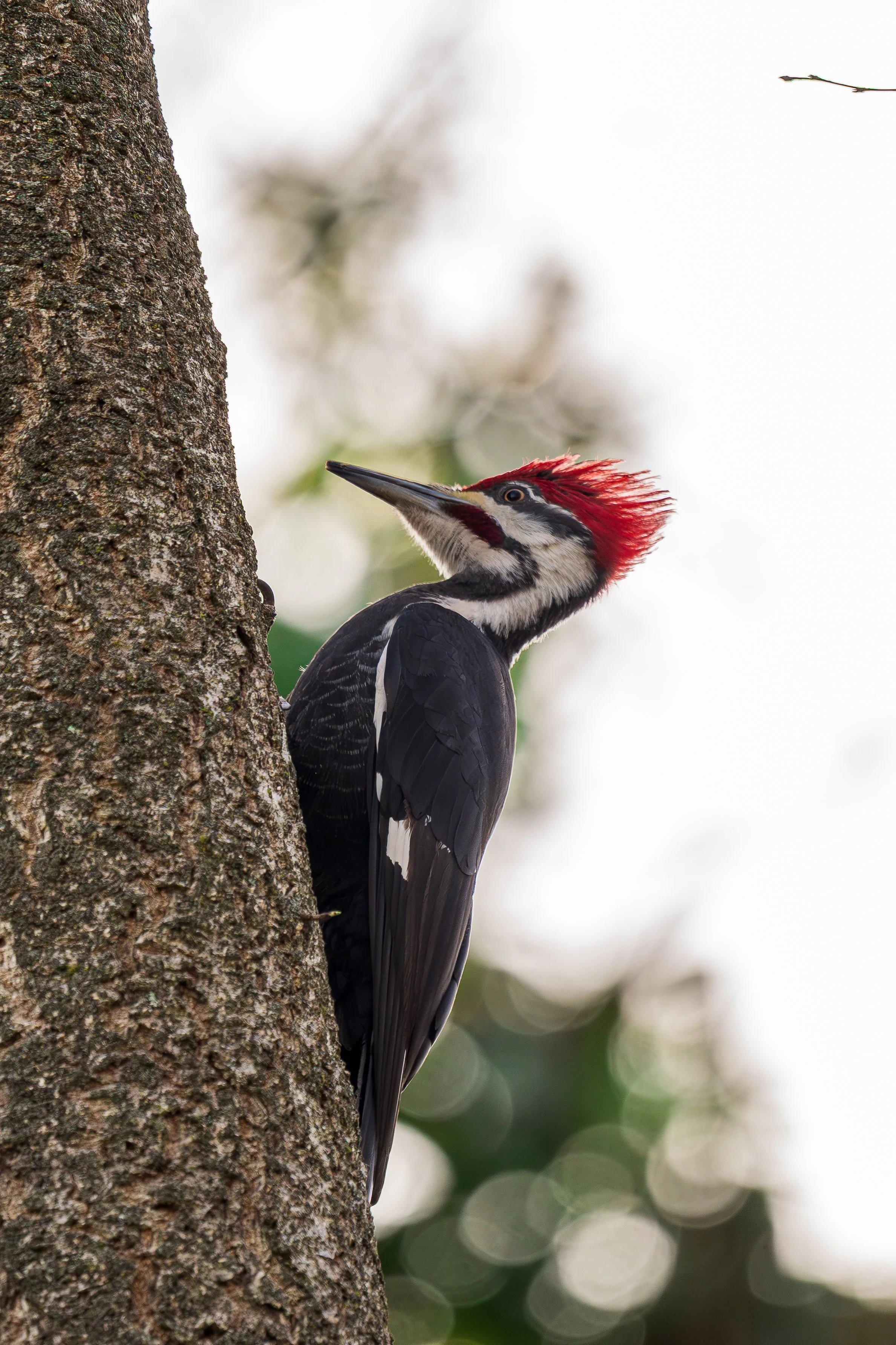 A woodpecker with a red crest perched on the side of a tree trunk.