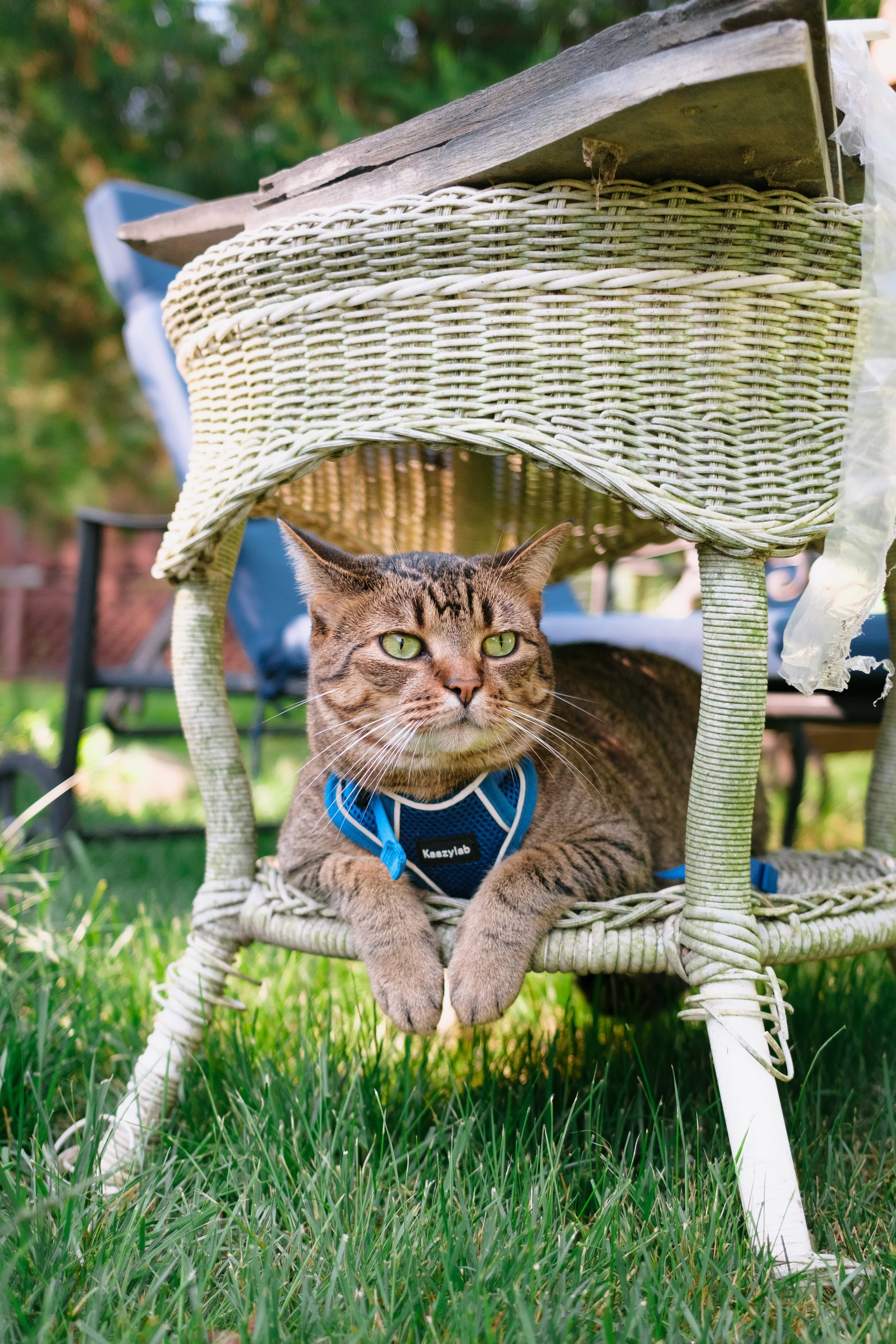 A tabby cat with green eyes lying beneath a wicker table in a garden, wearing a blue harness.