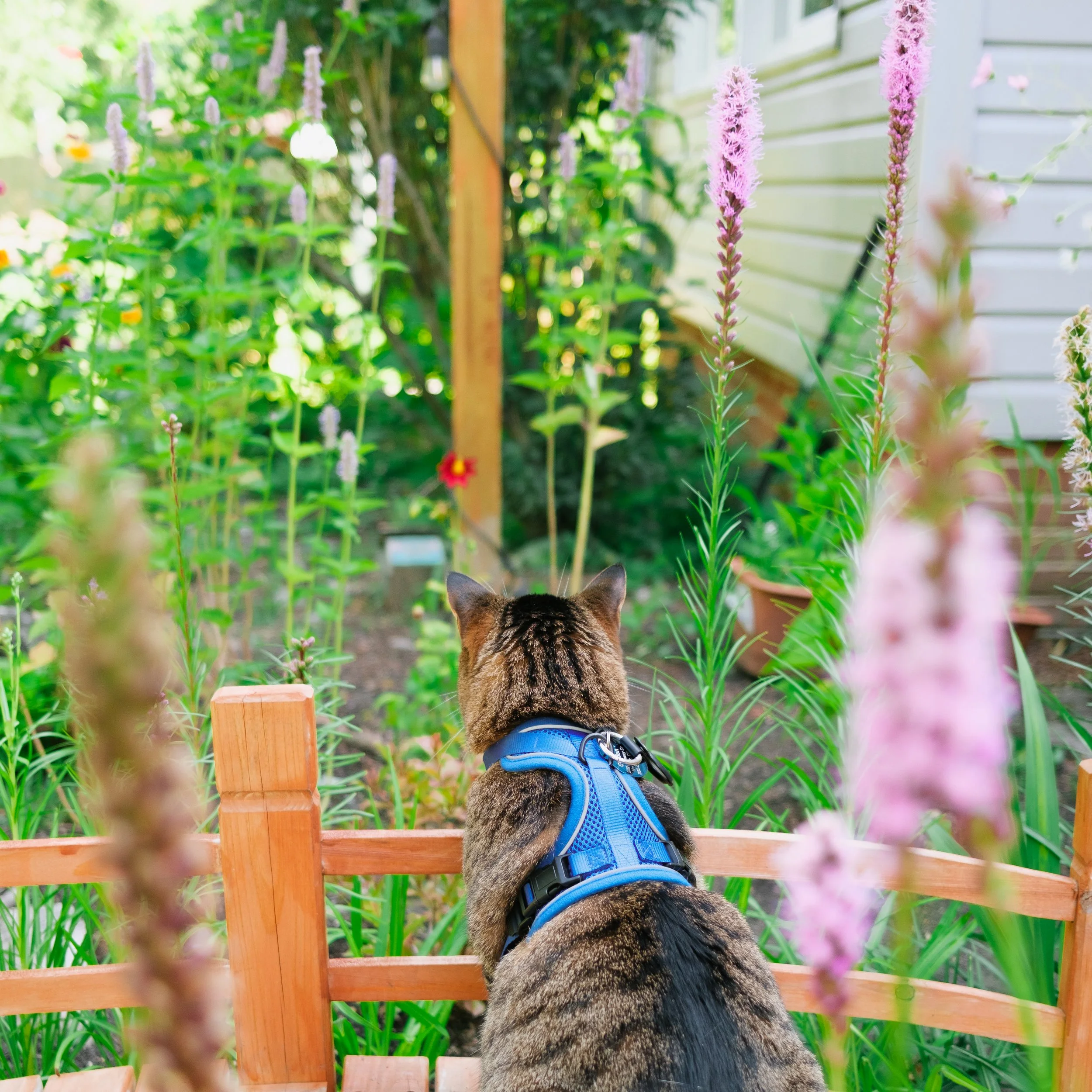 A cat with a blue harness sitting on a wooden fence, overlooking a garden with pink and purple flowers and green foliage.