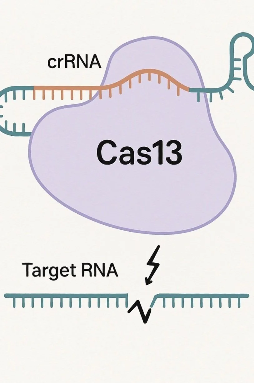 Diagram showing a CRISPR-Cas13 system targeting RNA, with labels for crRNA, target RNA, and Cas13 protein.