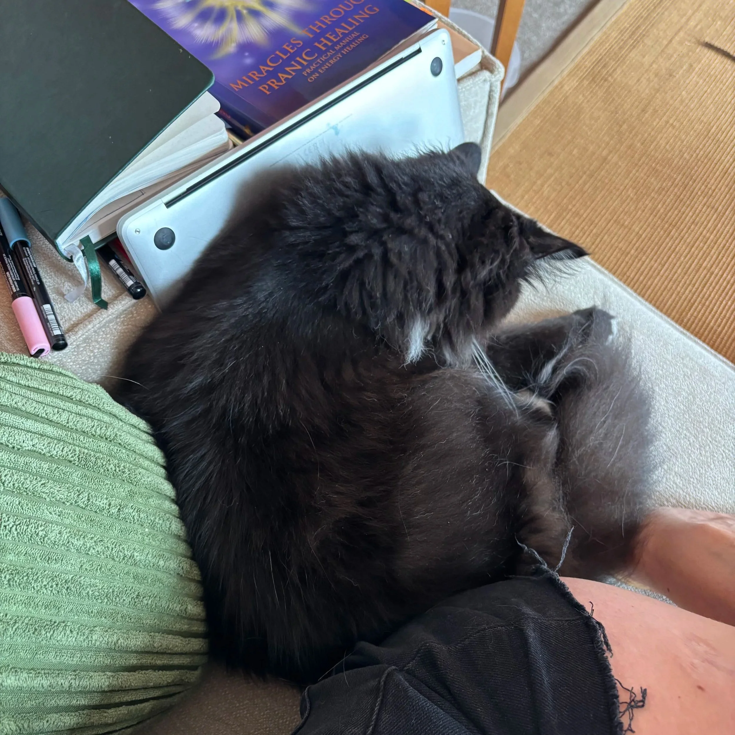 What Is Distant Energy Healing for Pets?