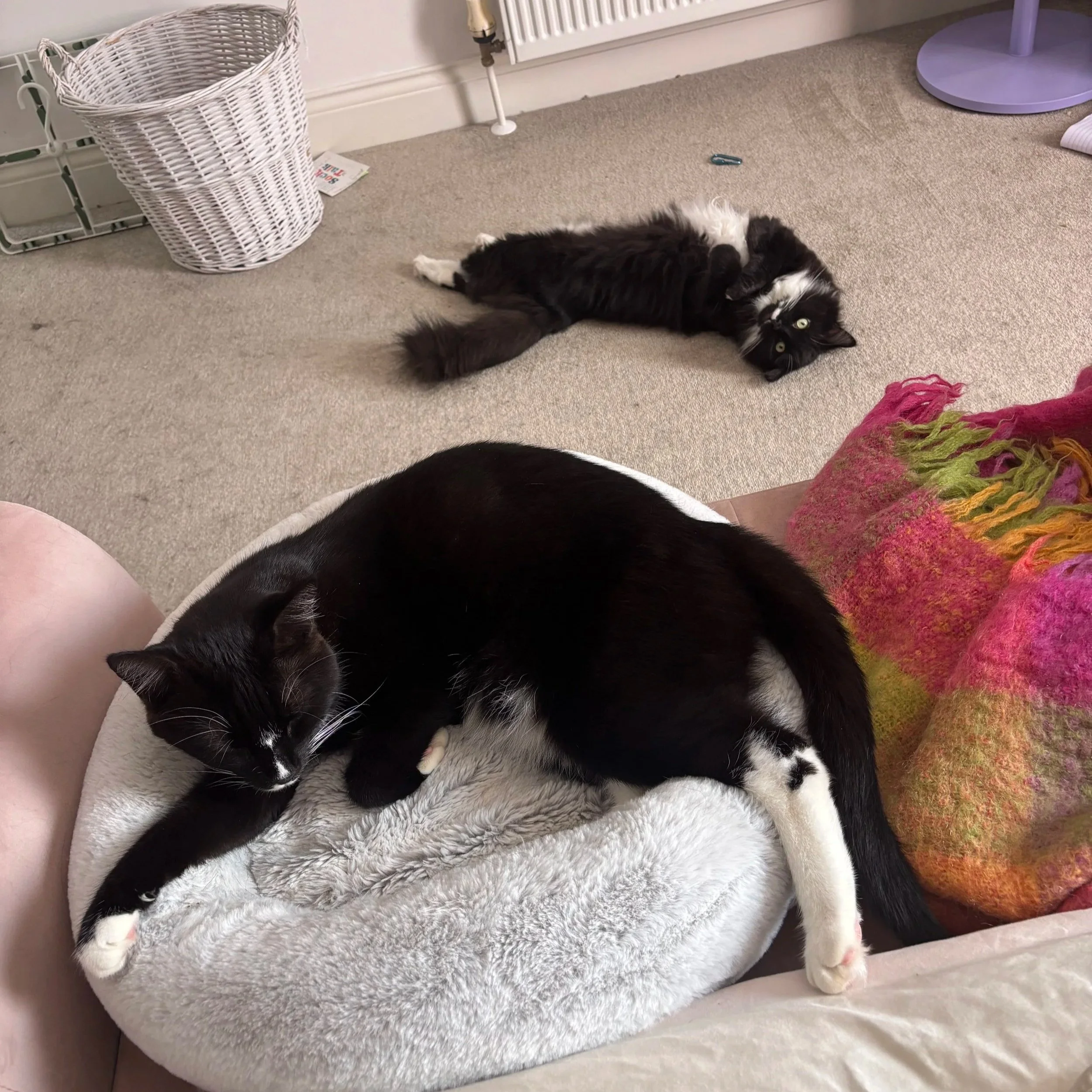 Energy Healing for Cats Before a Vet Visit: What Happened With My Two Cats