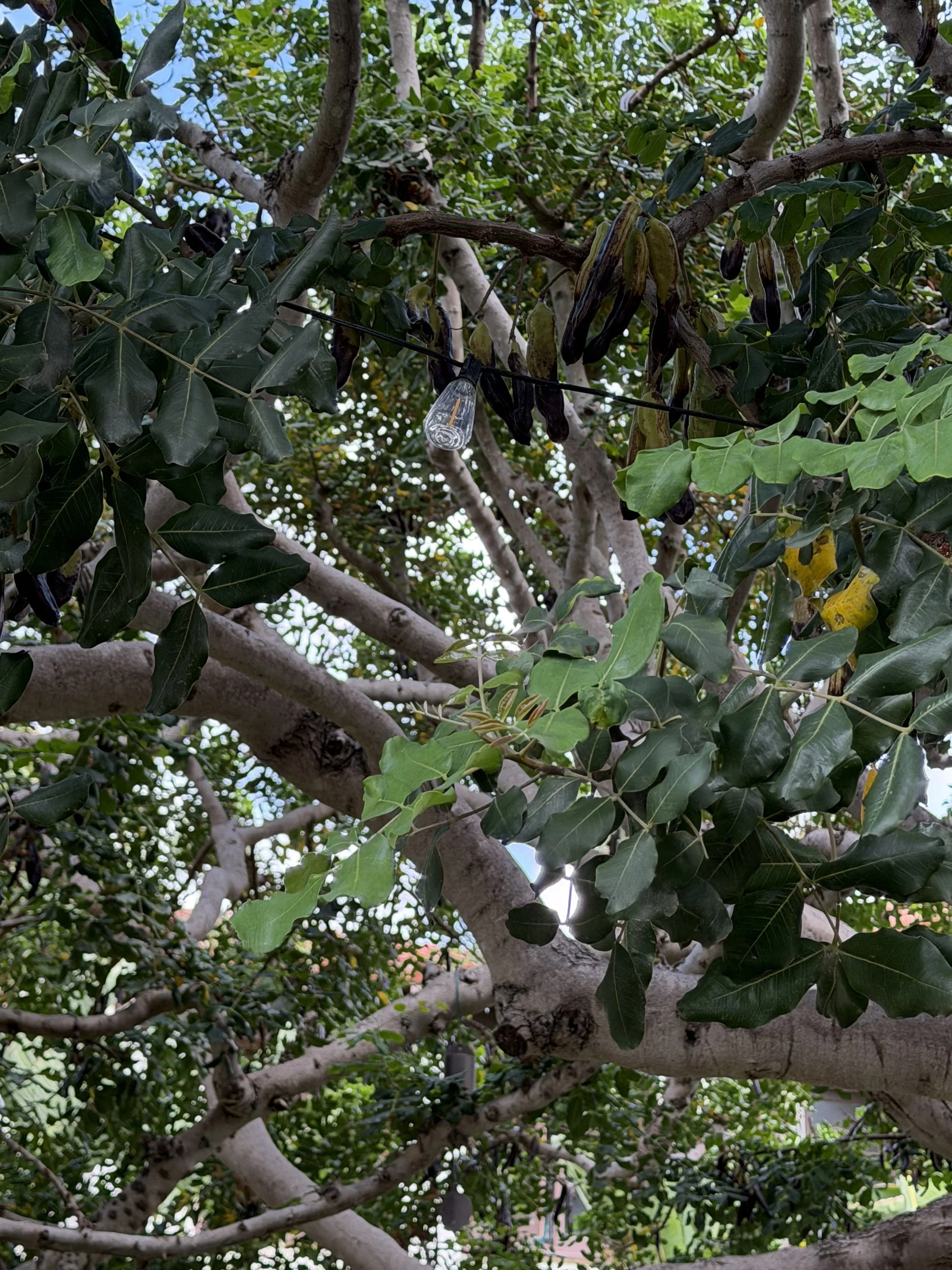 The huge carob tree in the courtyard.