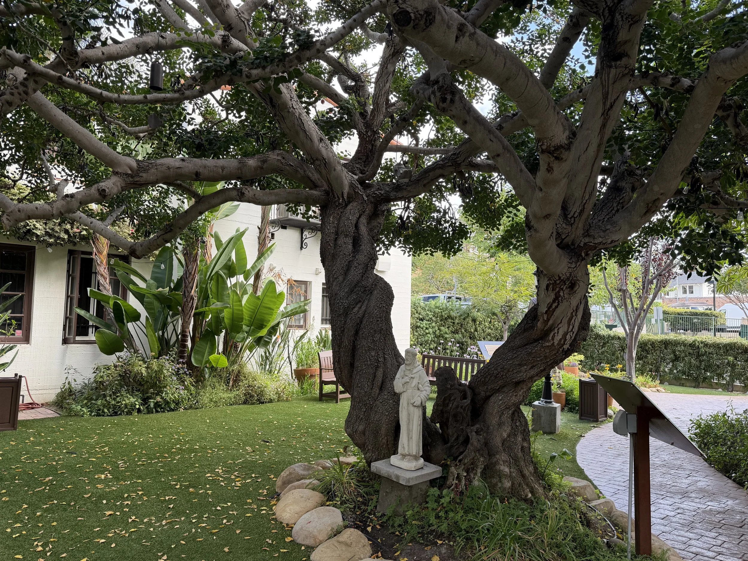 The huge carob tree in the courtyard.