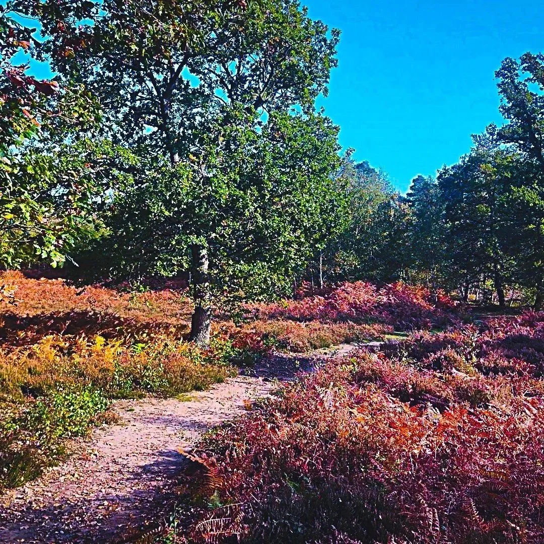 Rodborough Common, Godalming – Autumn Drone Views