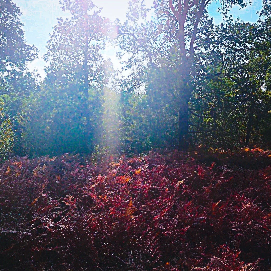 Untitled (5).jpeg