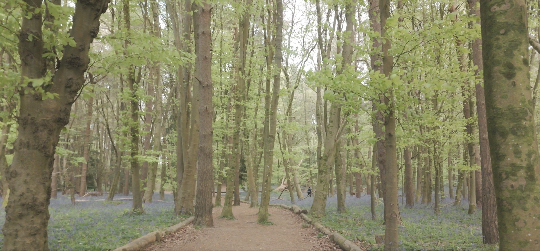 Chantry Wood, Surrey | 12 Films of Surrey | Film 08