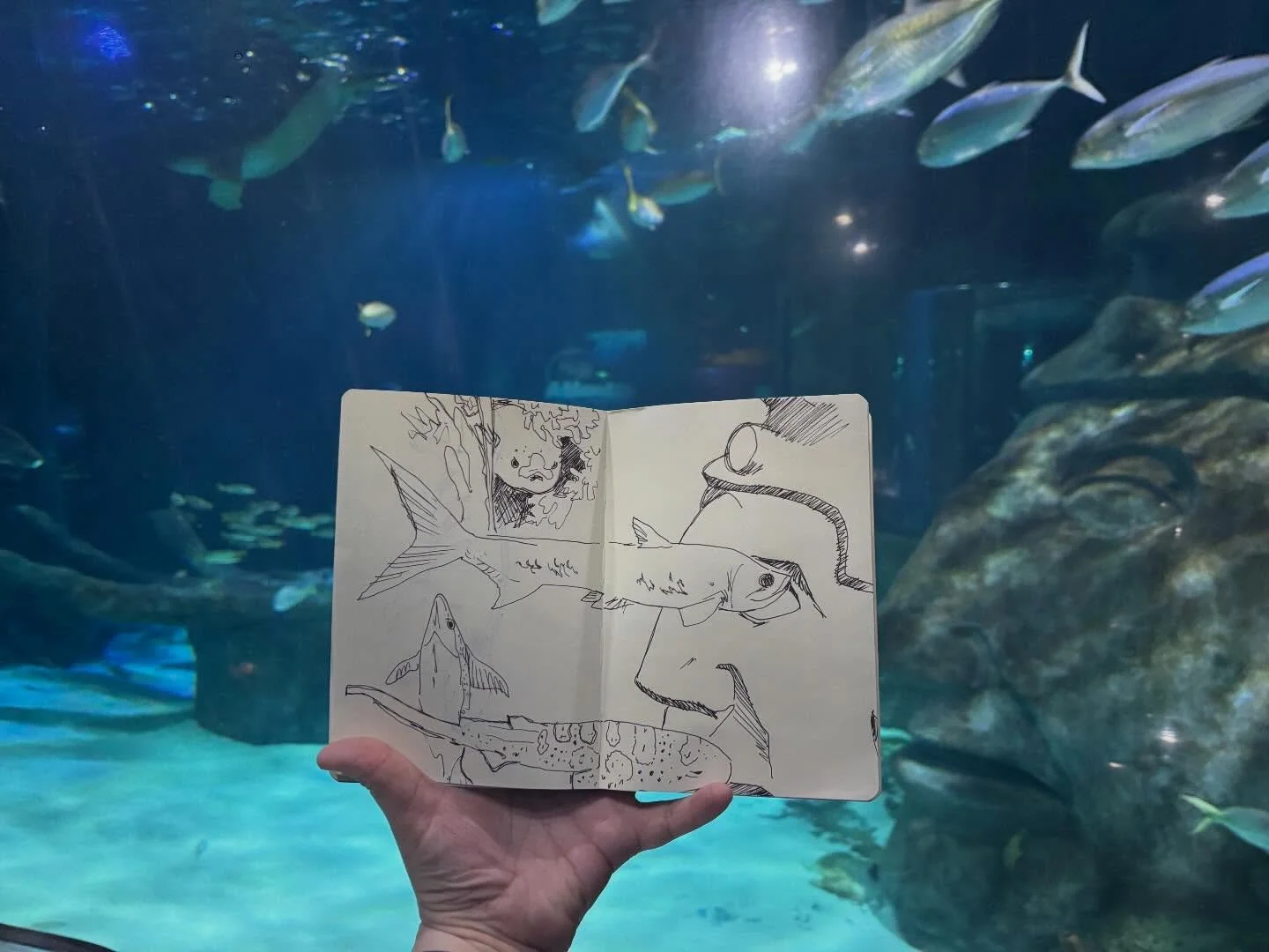 Aquarium day with some buddies (part 2) 🐟
-
- also went to figure drawing club again, I will post those soon! 
-
-
#art#sketchbook#orlando#fountainpen