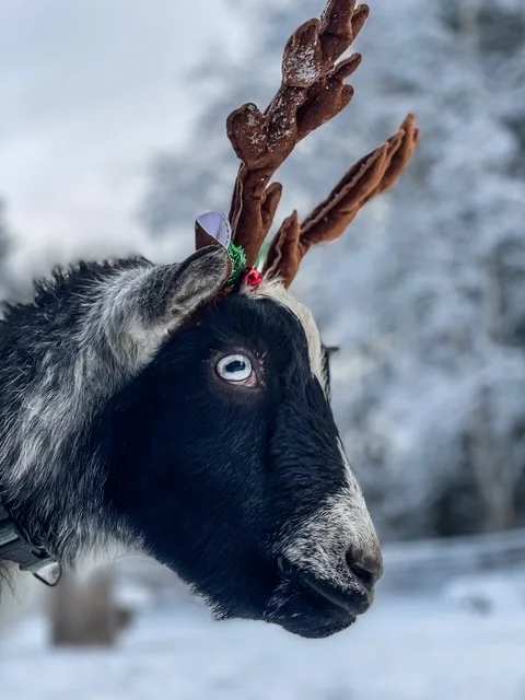 Owen’s Naughty or Nice List