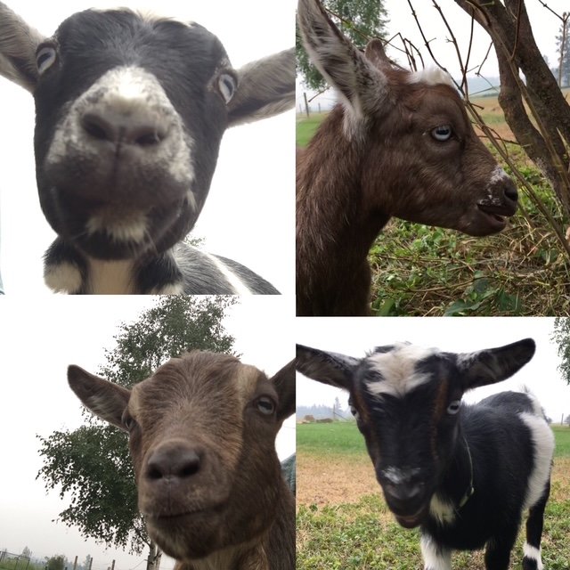 Adopt a Goat – A Year in the Herd