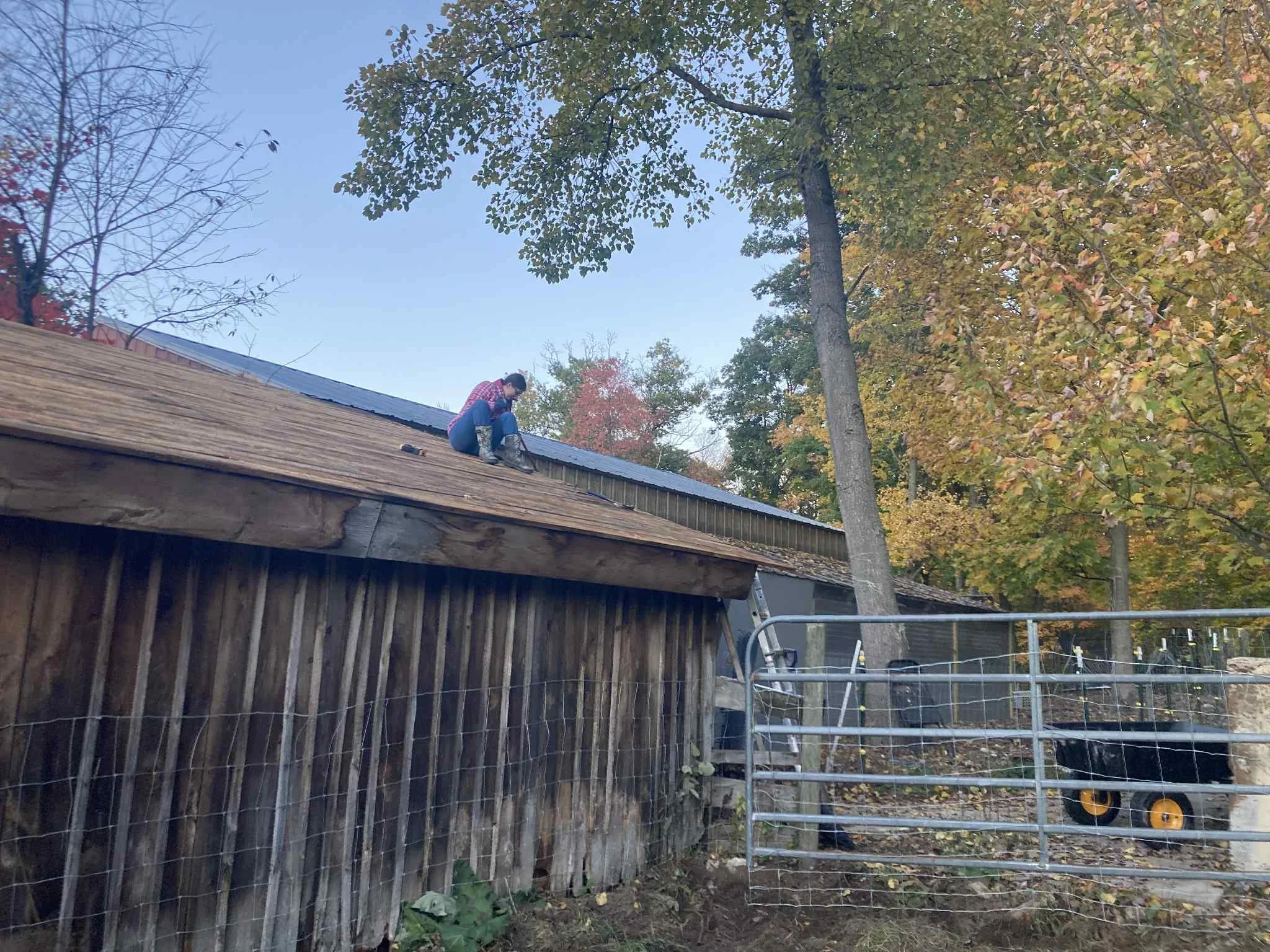 Person working on a wooden roof of a shed surrounded by trees with fall foliage, using ladders, tools, and a wheelbarrow nearby.