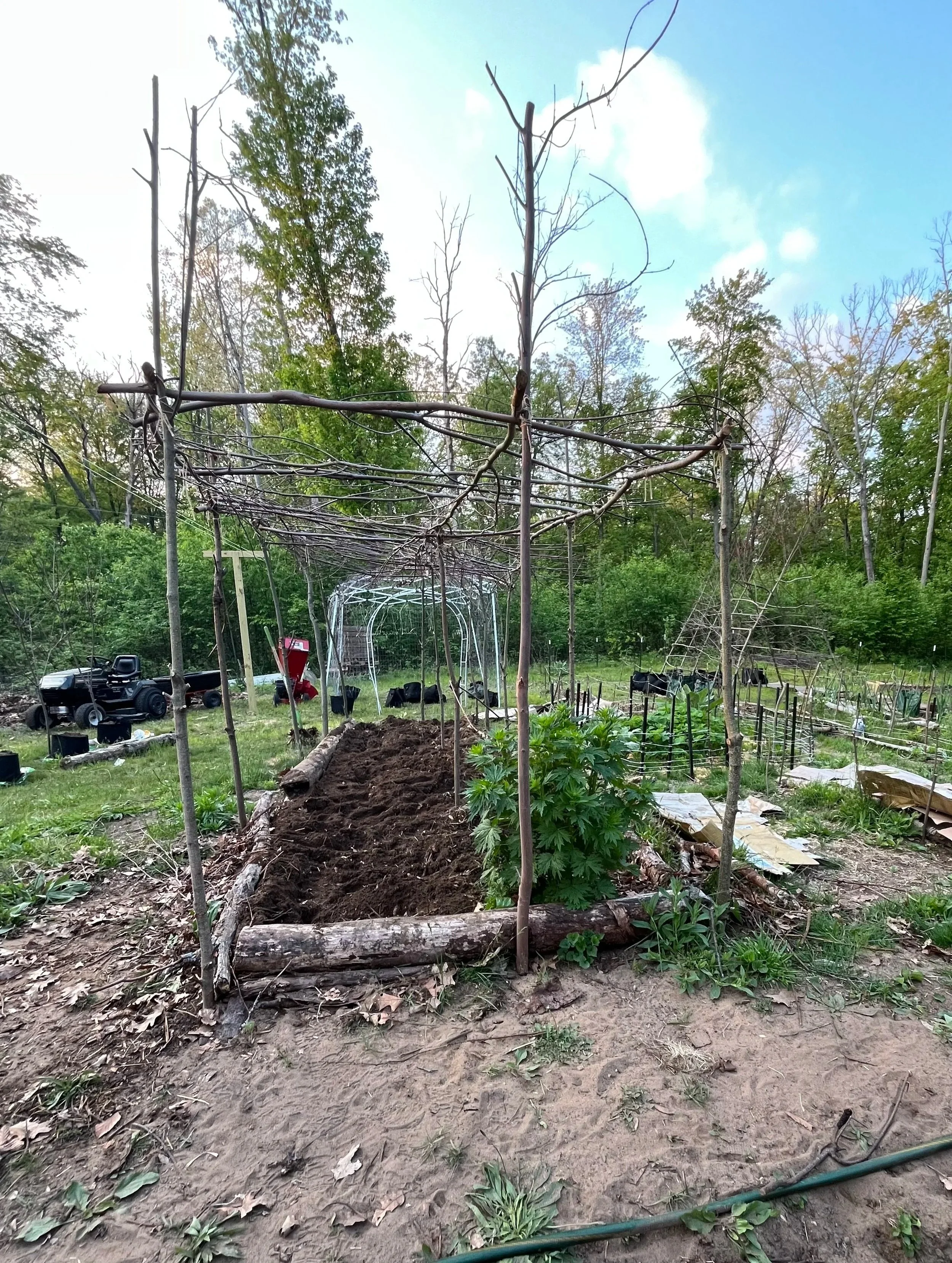 Growing Our Own Loofa Sponges: From Seed to Sustainable Scrub on Our Michigan Homestead