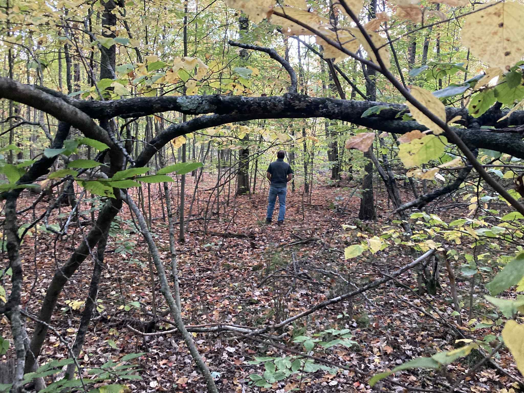 A person standing in a forest with fallen leaves, surrounded by trees and branches, some of which form an arch overhead.