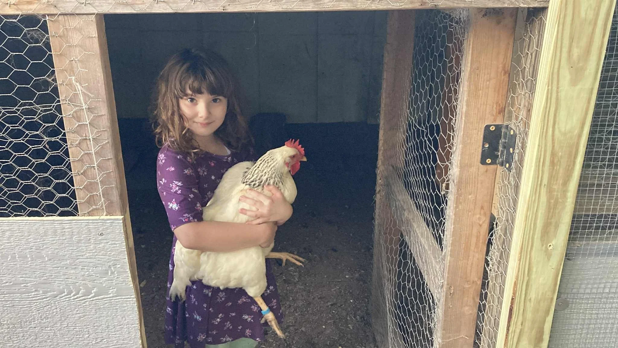 A young girl with brown curly hair and a purple floral dress holding a white chicken inside a wooden chicken coop with wire mesh.