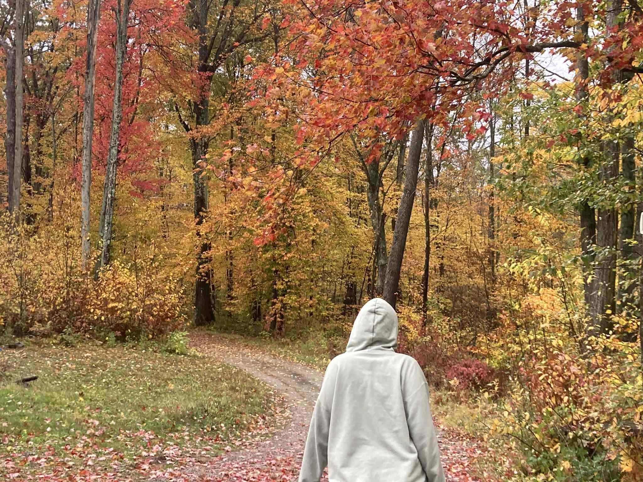 Person in a light-colored hoodie walking on a forest trail surrounded by autumn trees with colorful red, orange, and yellow leaves.