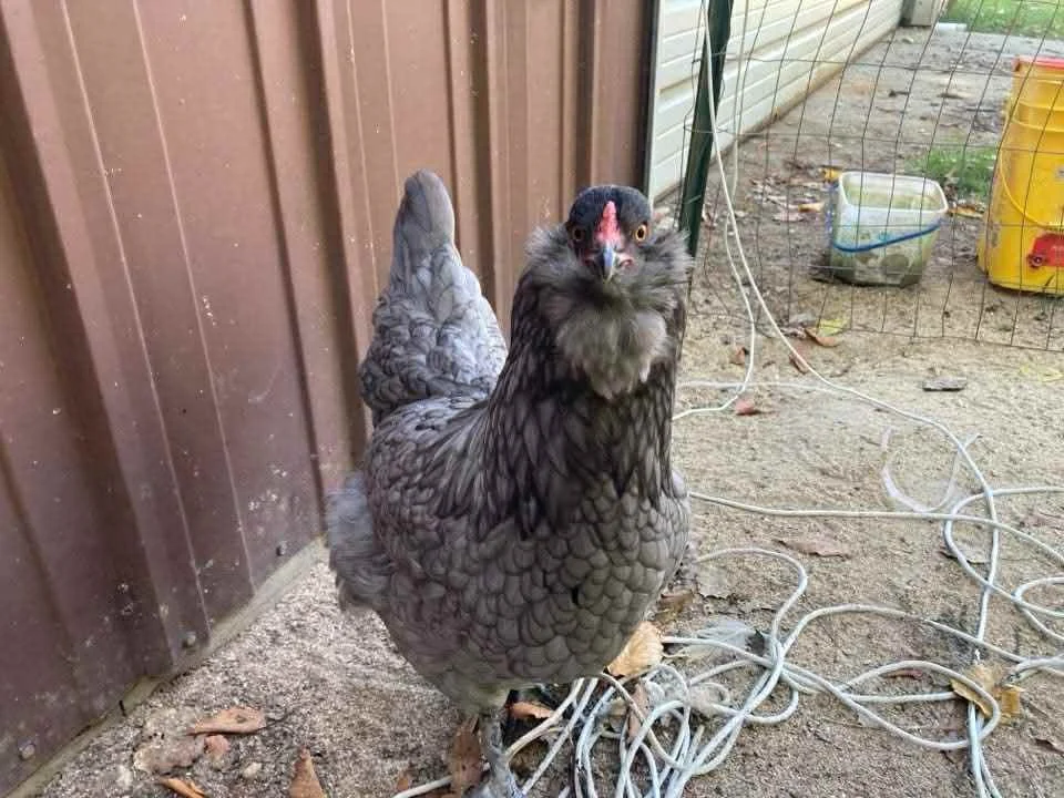 A chicken with a bird's head photo-bombing in a backyard.