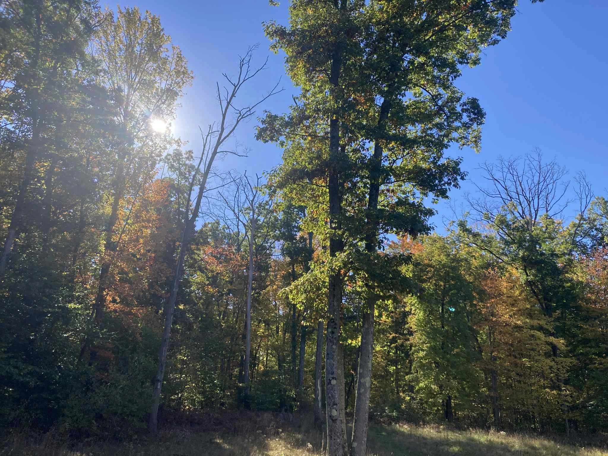 Sun shining through trees with green and some orange leaves in a forest on a clear, sunny day.