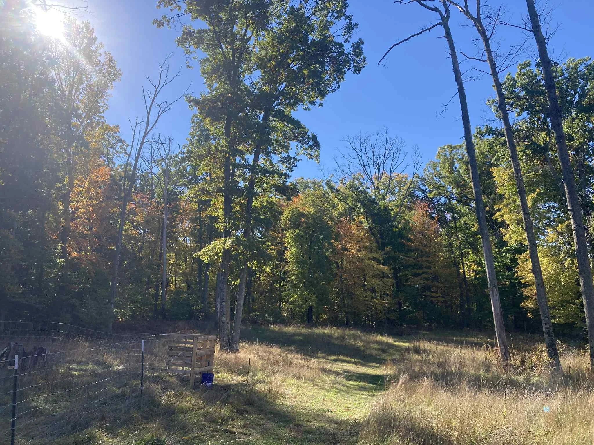 A sunny forest scene with tall trees, some with green and orange leaves, under a clear blue sky.