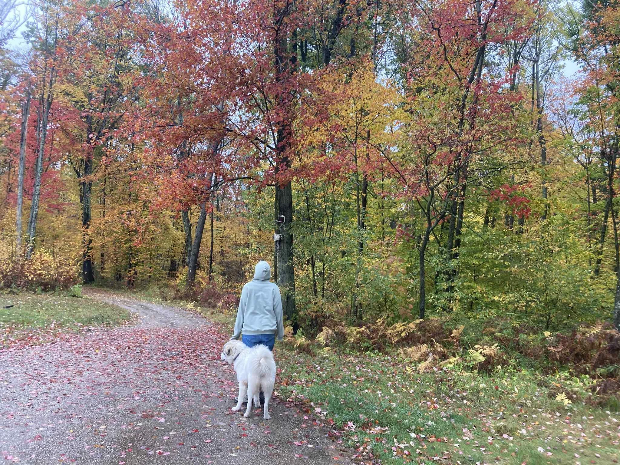 Person walking on a forest trail with a dog during fall with colorful autumn trees.