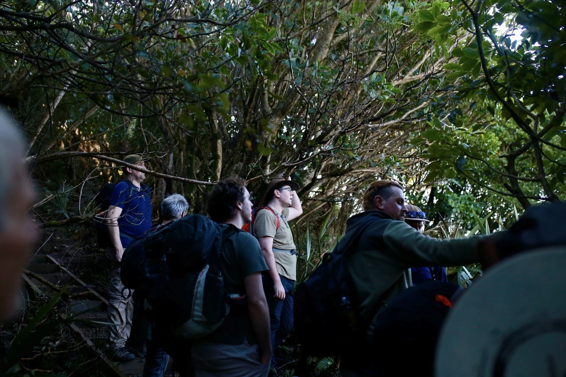 A group of hikers or nature enthusiasts, carrying backpacks, standing in a dense forest or jungle area with lush green foliage and trees.