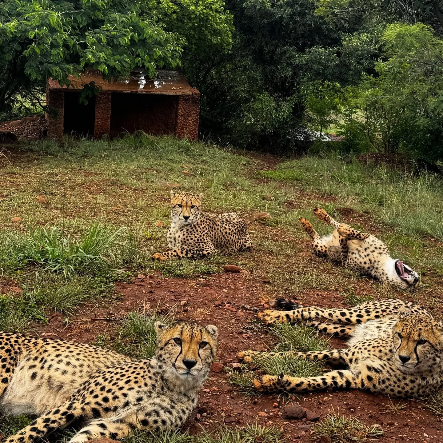 11 pictures on 11/11&hellip; dreams actively coming true right now. Look at that absolute HAM rolling over in the first one! 🥹✨😭💕