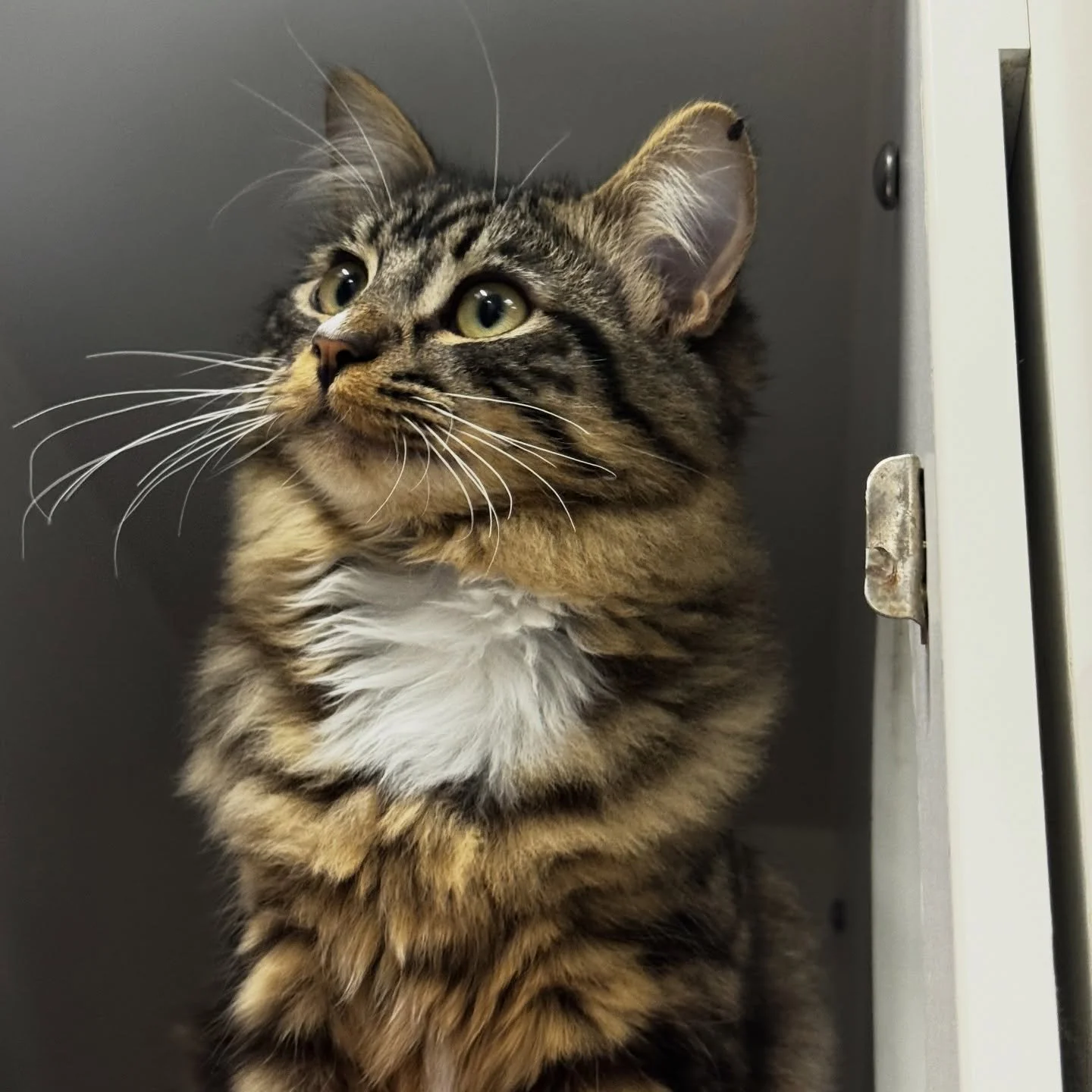 Had so much fun meeting all these little guys today! Feeling inspired and grateful. Happy Friday! 

#cats #catrescue #catsofinstagram #caturday