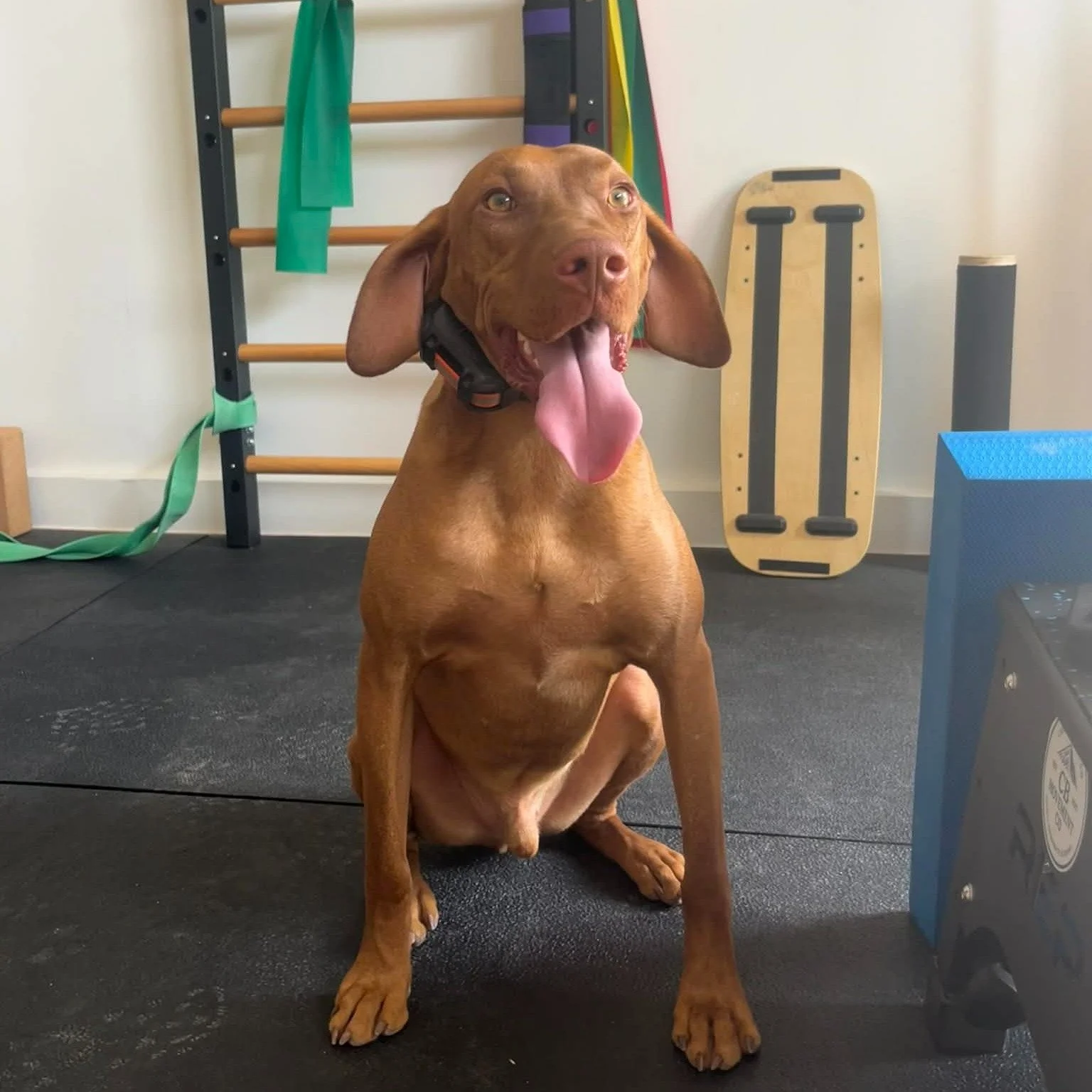 Meet Odi.

The most important member of the CB Movement Co. team. He specializes in sniffing everything, supervising patient visits, and logging serious nap hours in the sun. We could not do this without him!  #crestedbutte #dogsofinstagram