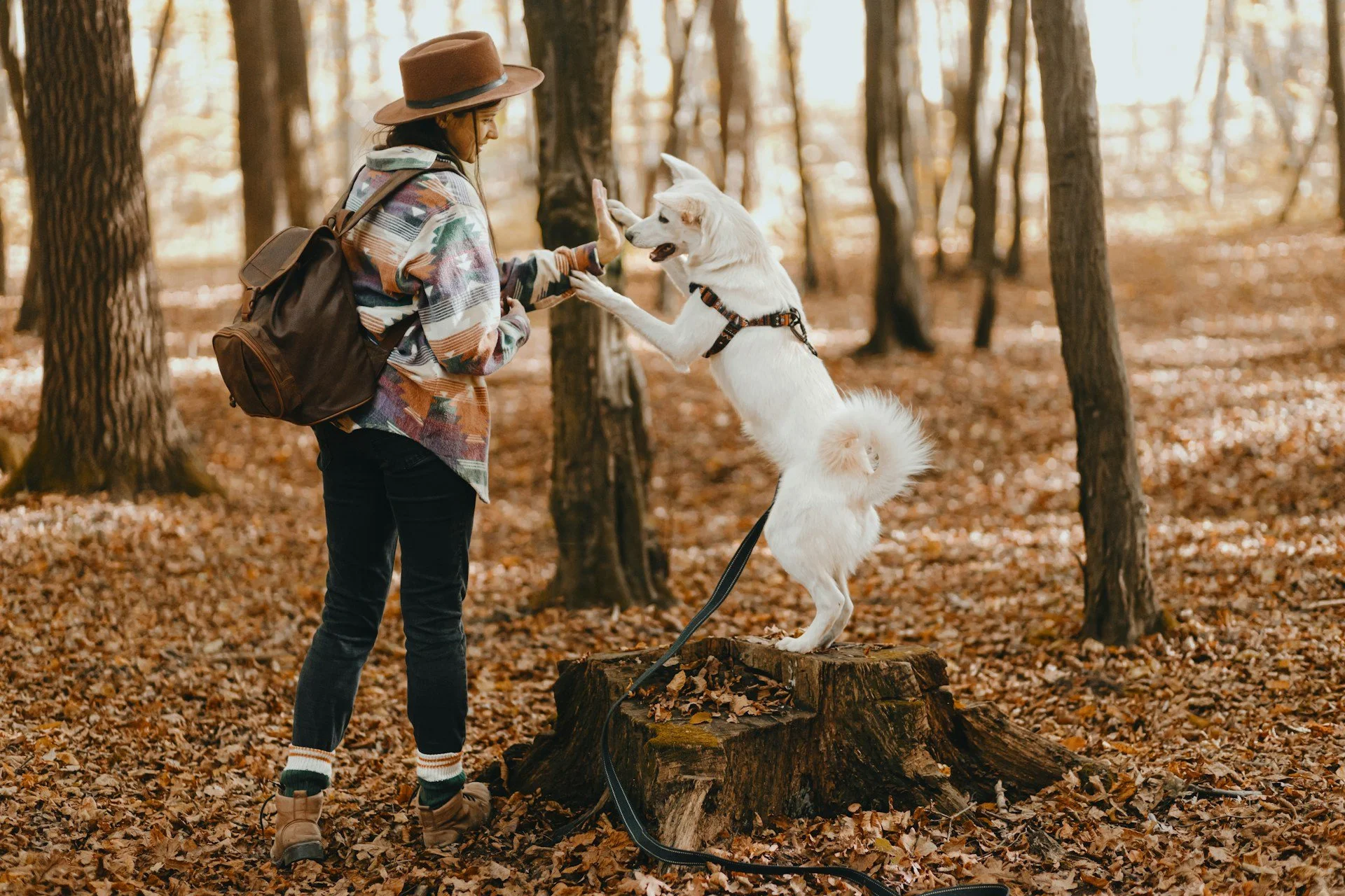 Pet-Friendly Adventures in Mendocino: Where to Stay and Play