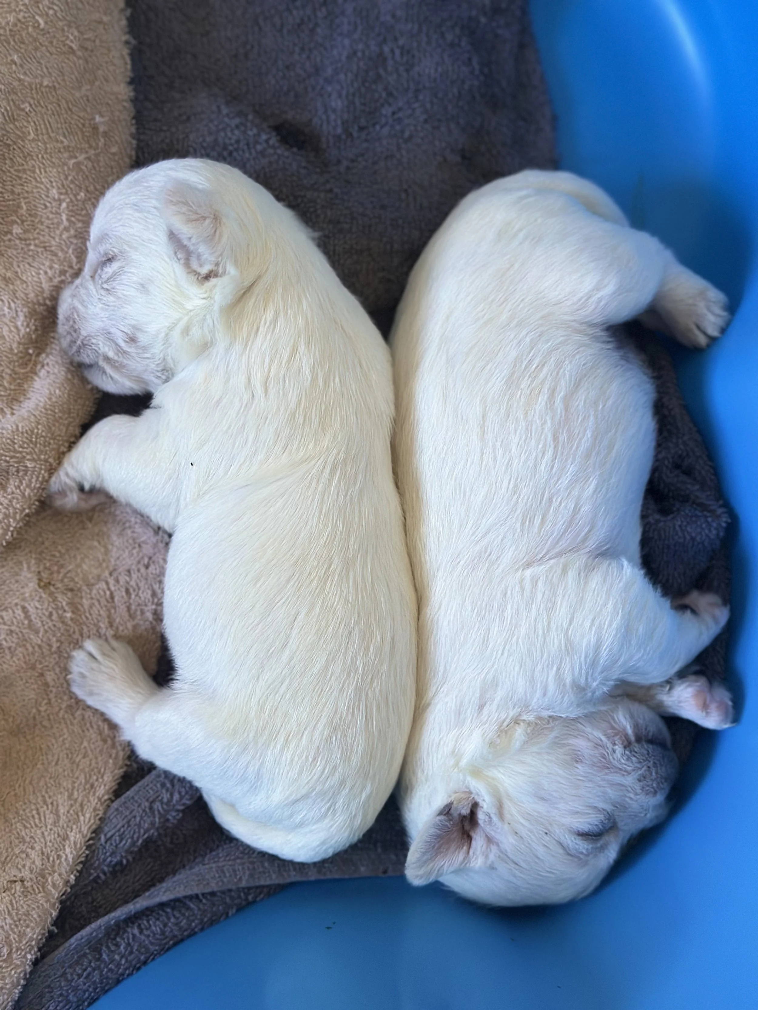 Two small white-colored puppies sleeping next to each other on blankets in a blue plastic container.