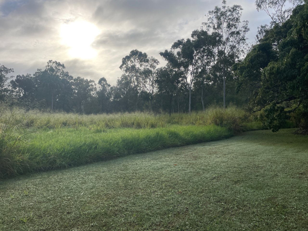 A grassy wetland area with tall grasses and trees in the background, under a cloudy sky with the sun partially obscured.