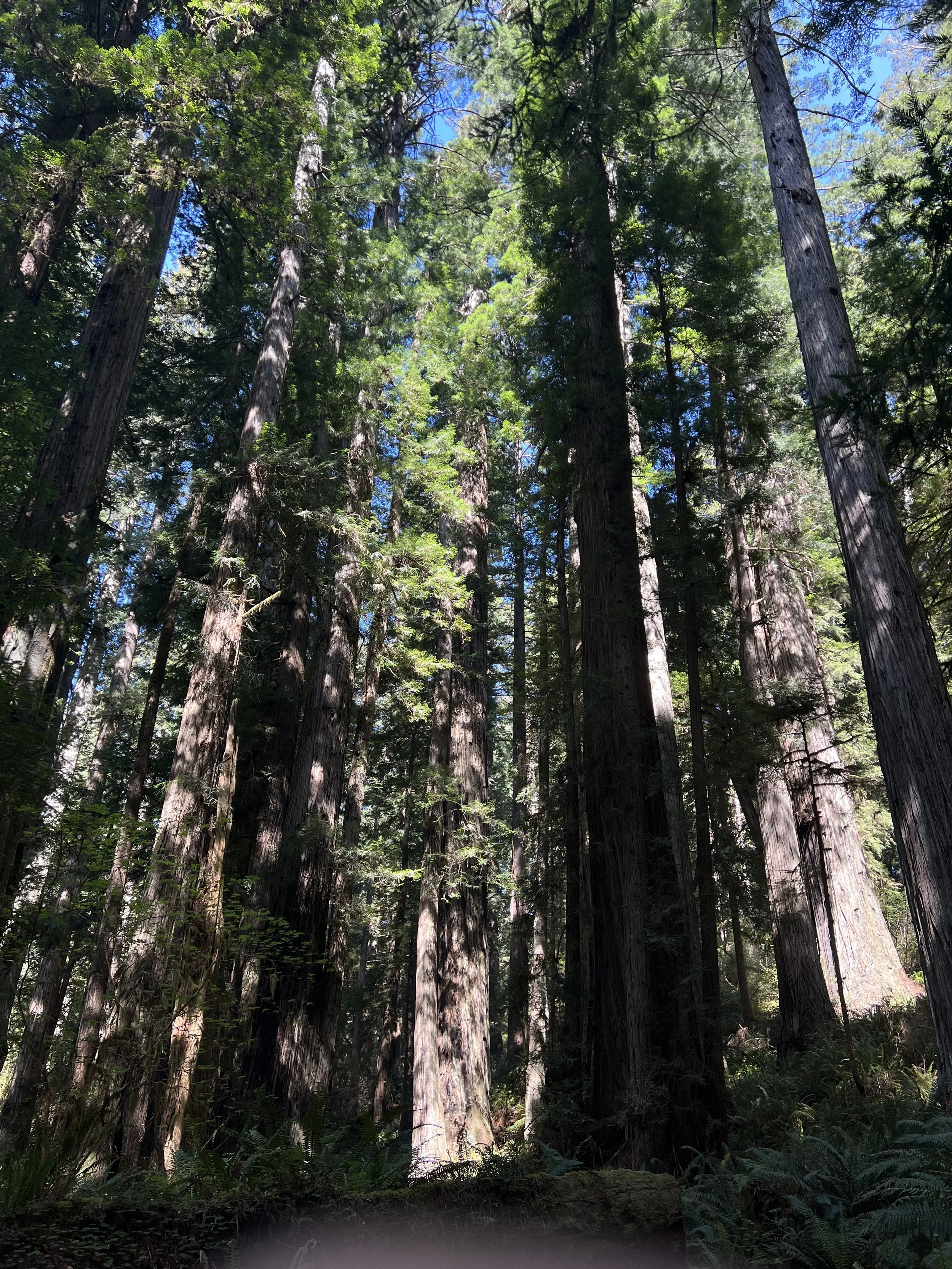 Tall trees in a dense forest with sunlight filtering through the leaves.