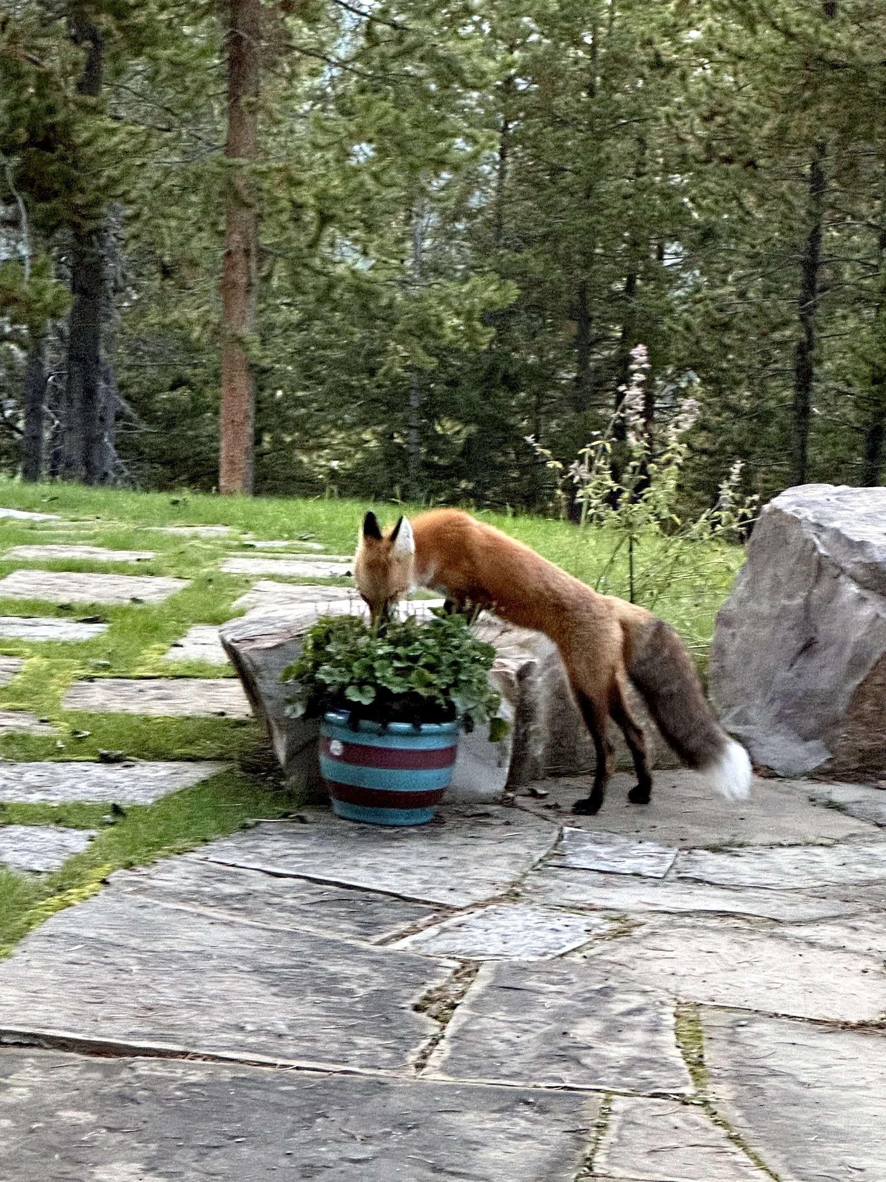 121_Old_Toby_Road_Fox.jpg