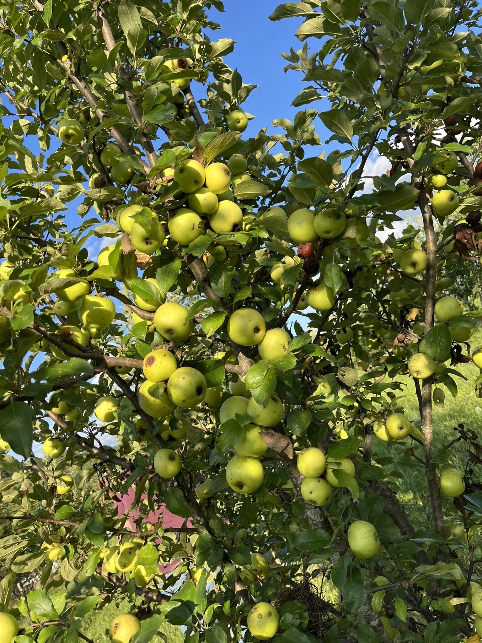 Bramtôt (in midsummer)