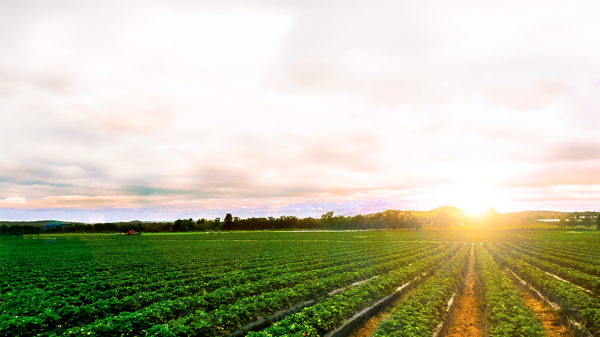 A vast green agricultural field with rows of crops, under a cloudy sky during sunset or sunrise.