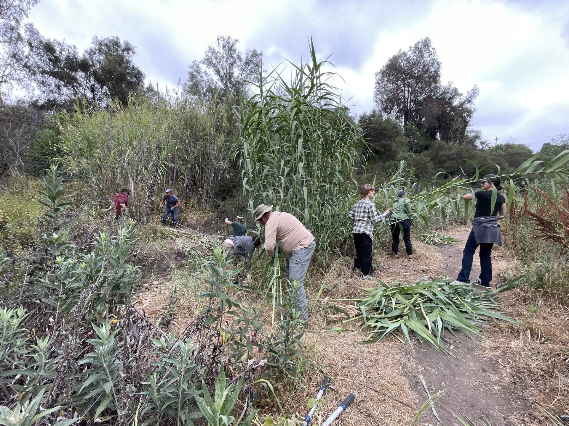 Switzer Canyon Open Space Arundo Clearing