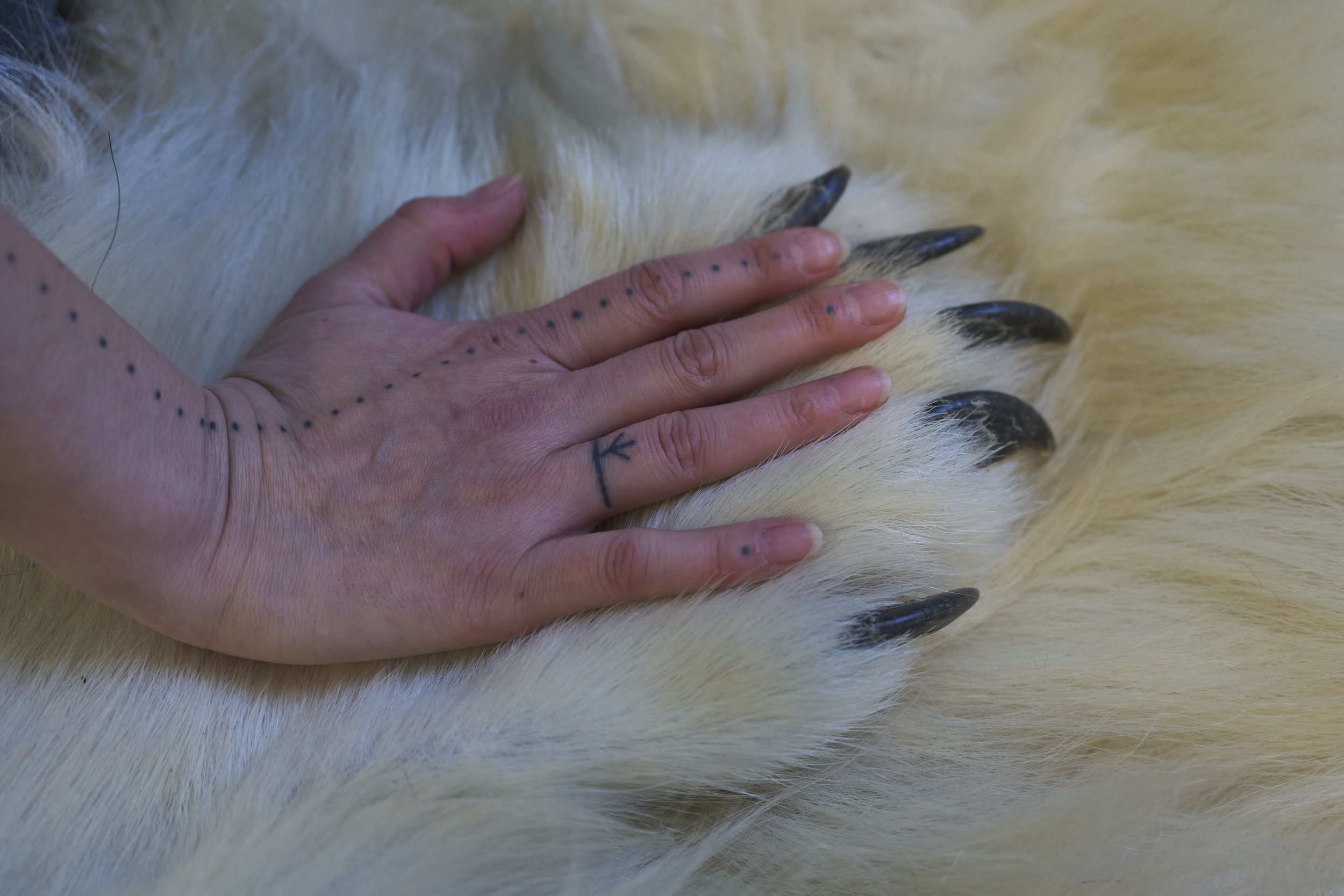 A human hand resting on the paw of an animal with black claws and white fur.