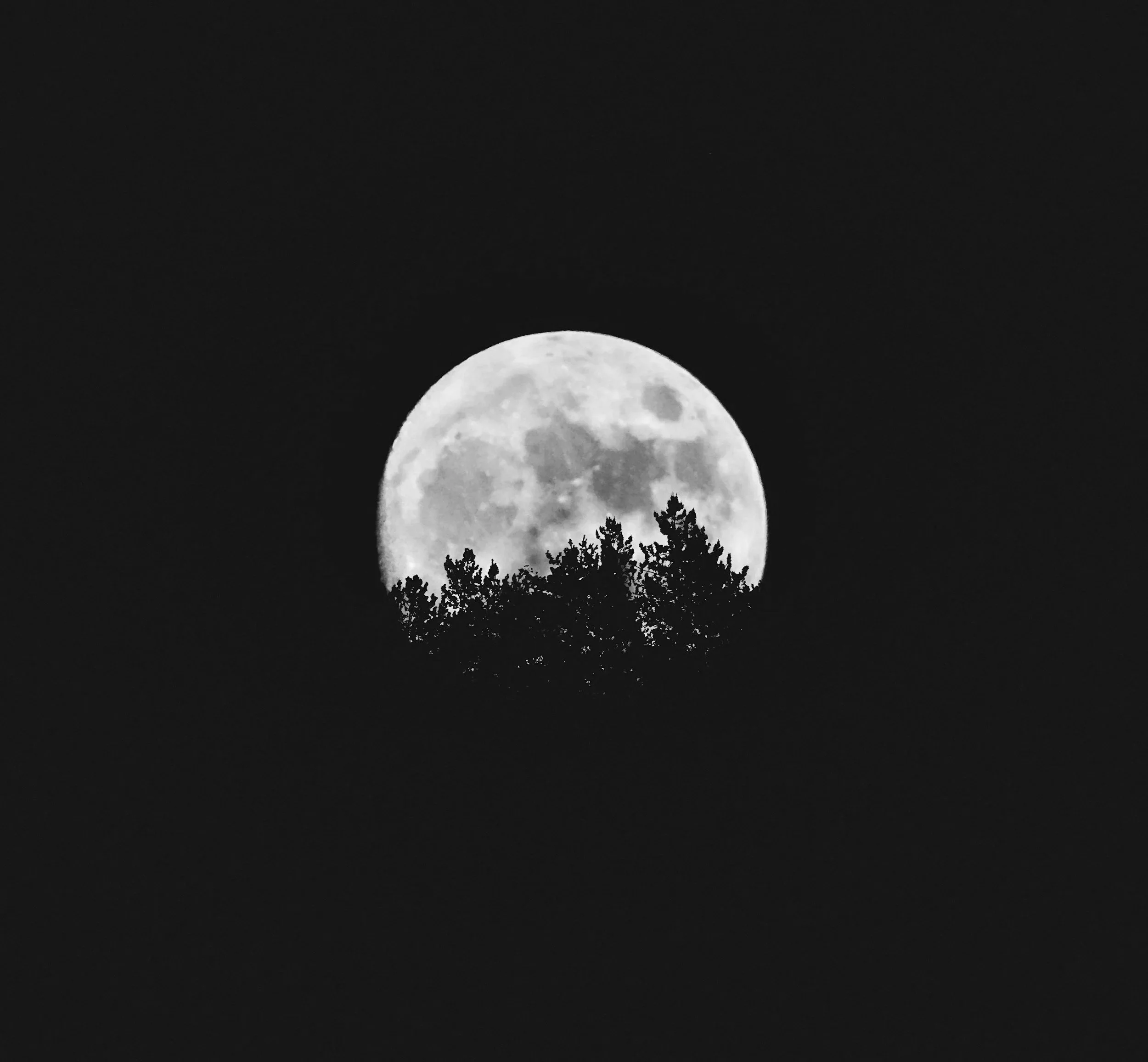Full moon rising above tree line at night, black and white photo.
