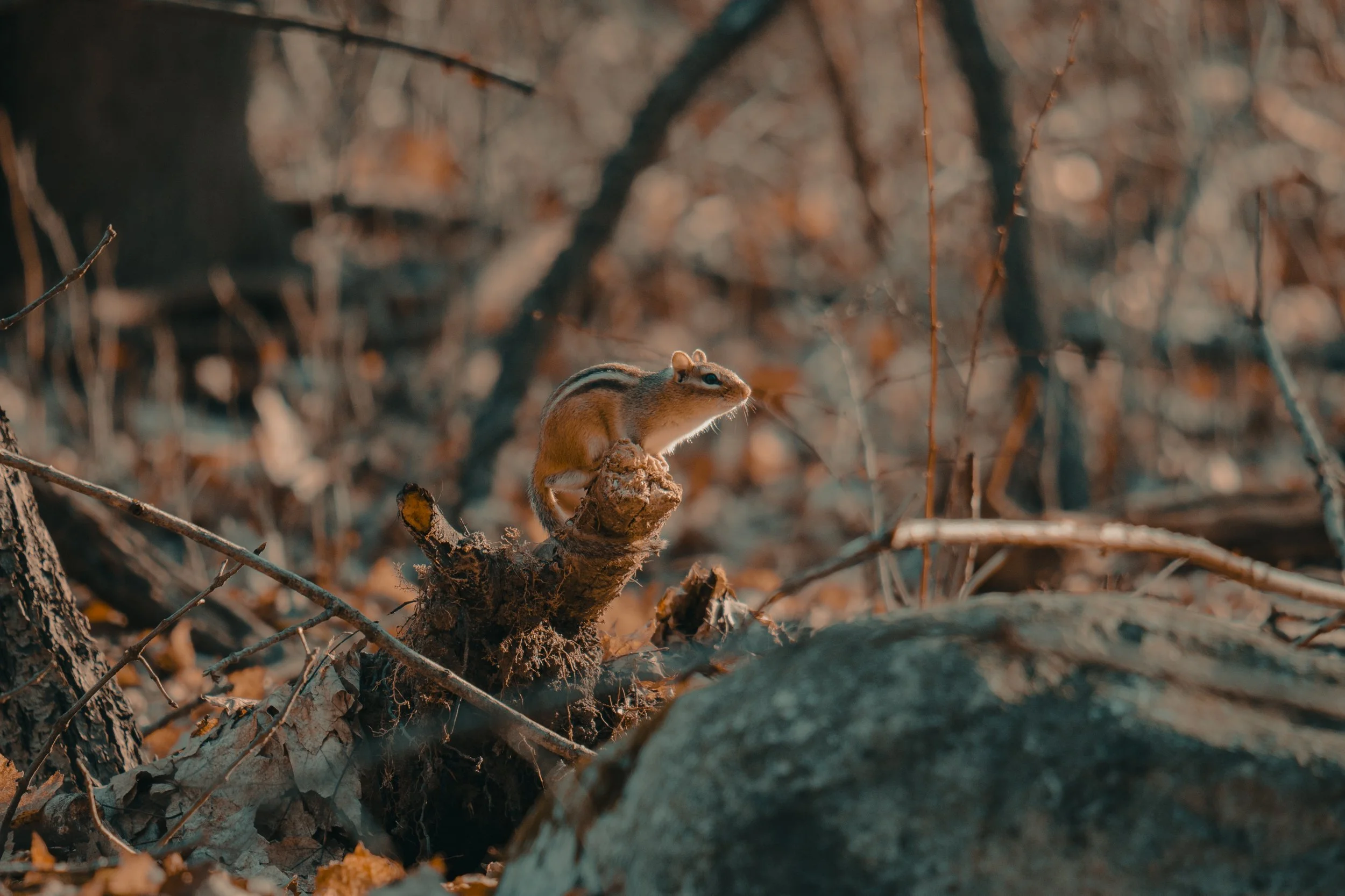 Little Traveler.jpg