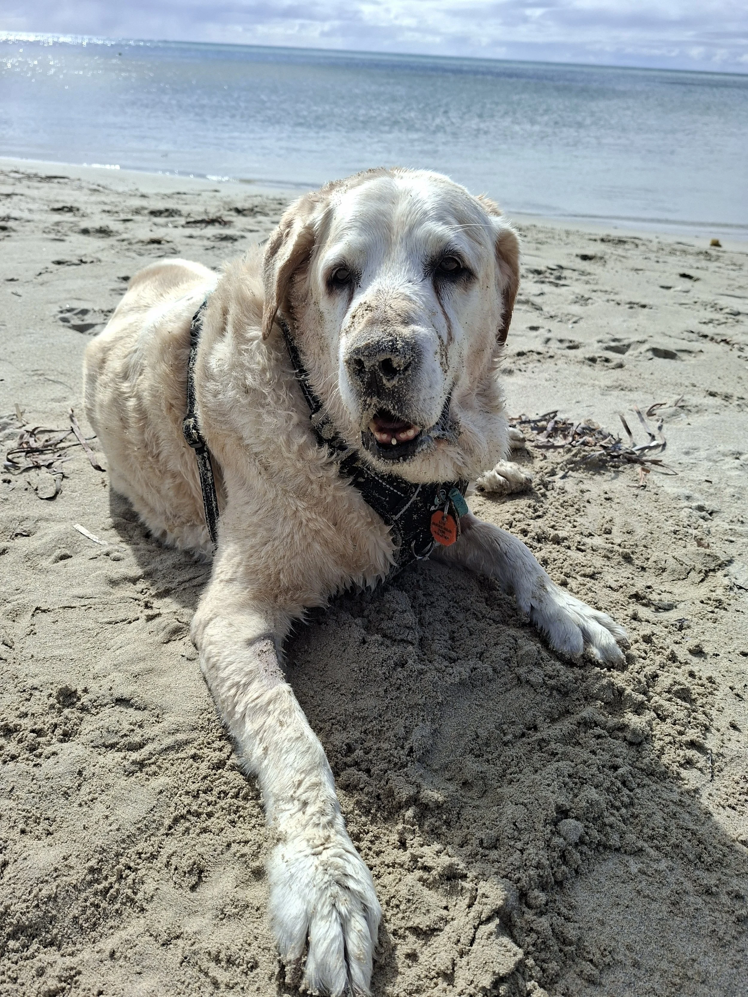 hollydog_website.jpg