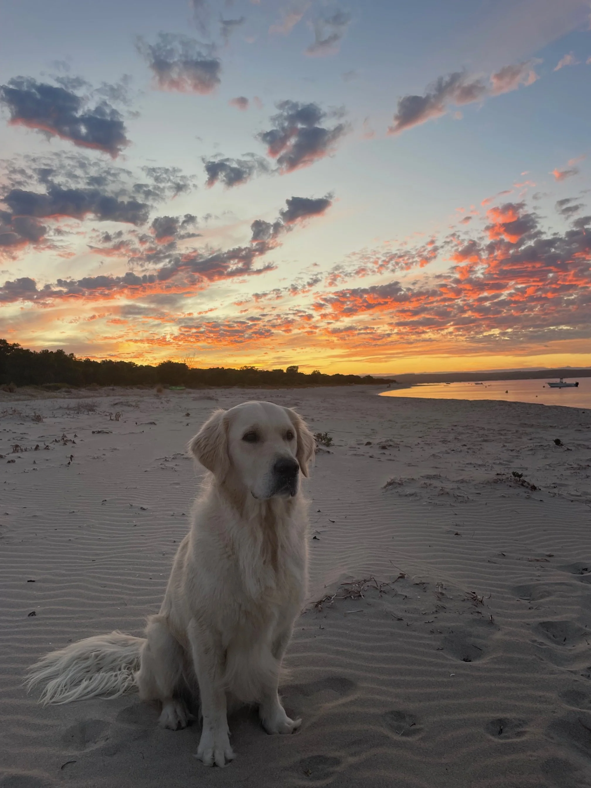 Merri's Golden retriever enjoying a beach sunset